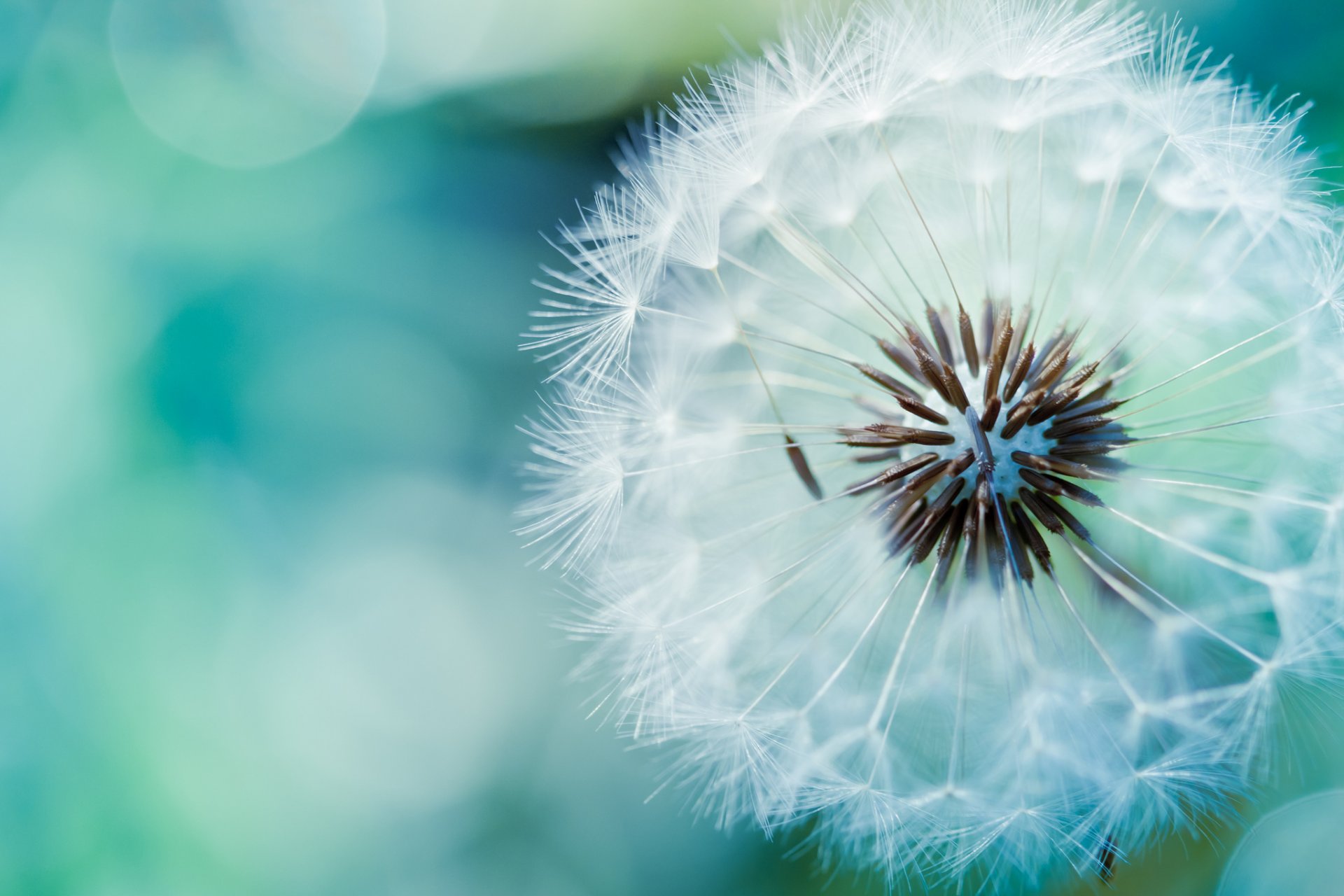 close up dandelion air