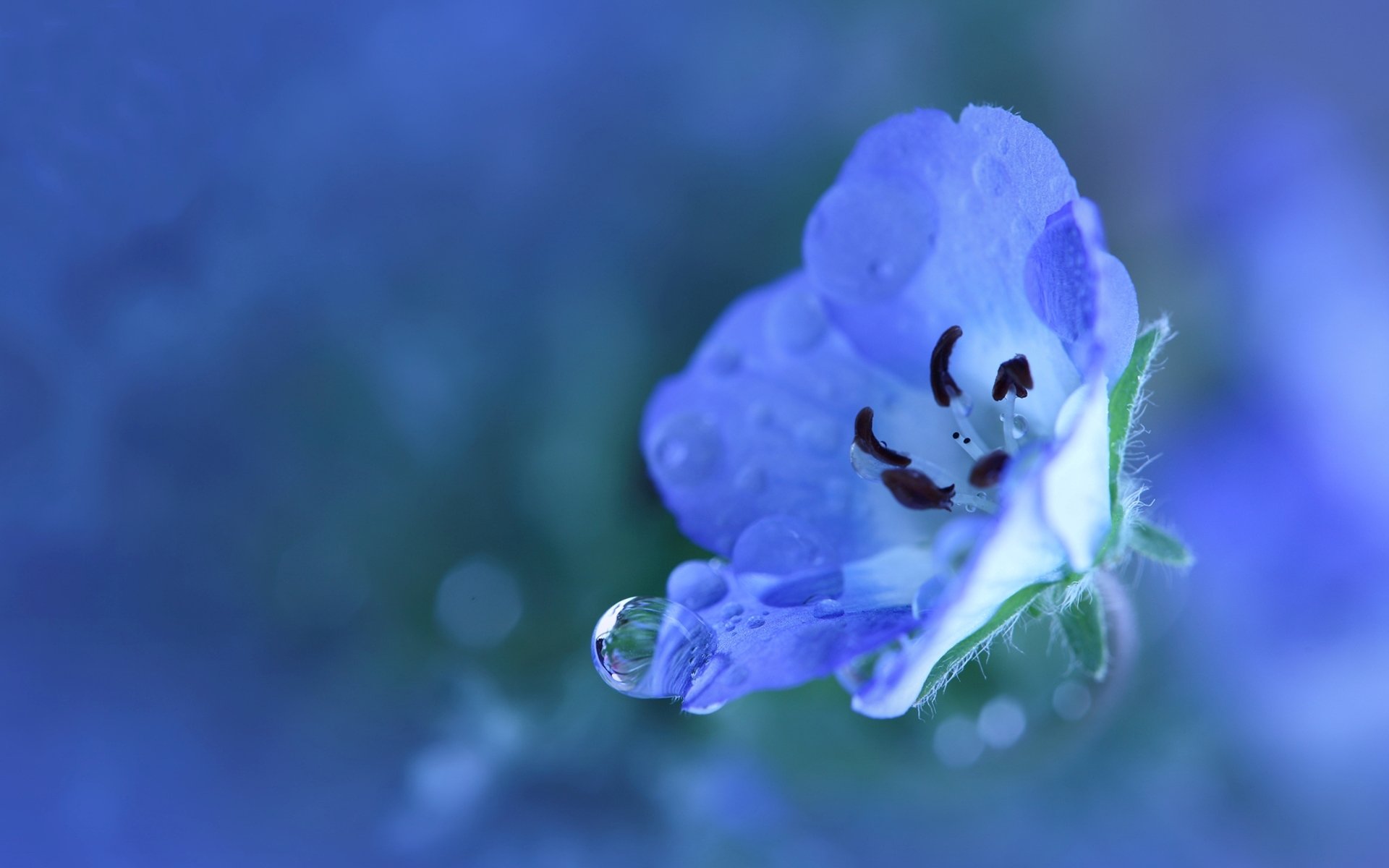 flor azul azul pequeño pétalos planta gotas rocío agua lluvia frescura color naturaleza macro