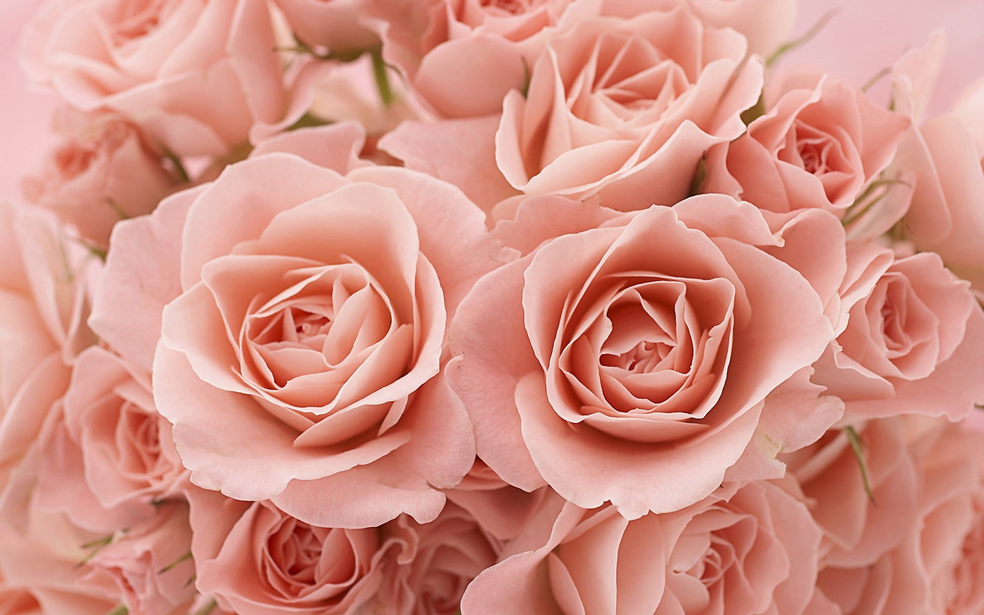 roses buds close up petal