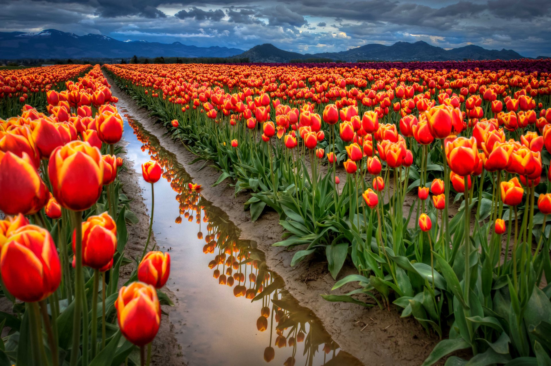 ciel nuages montagnes champ tulipes eau fossé réflexion printemps