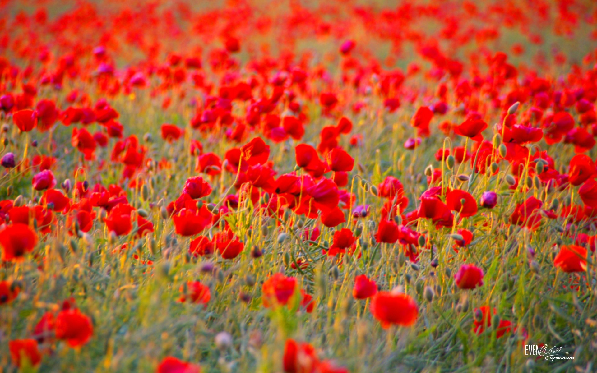 mohnblumen feld grün hintergrund