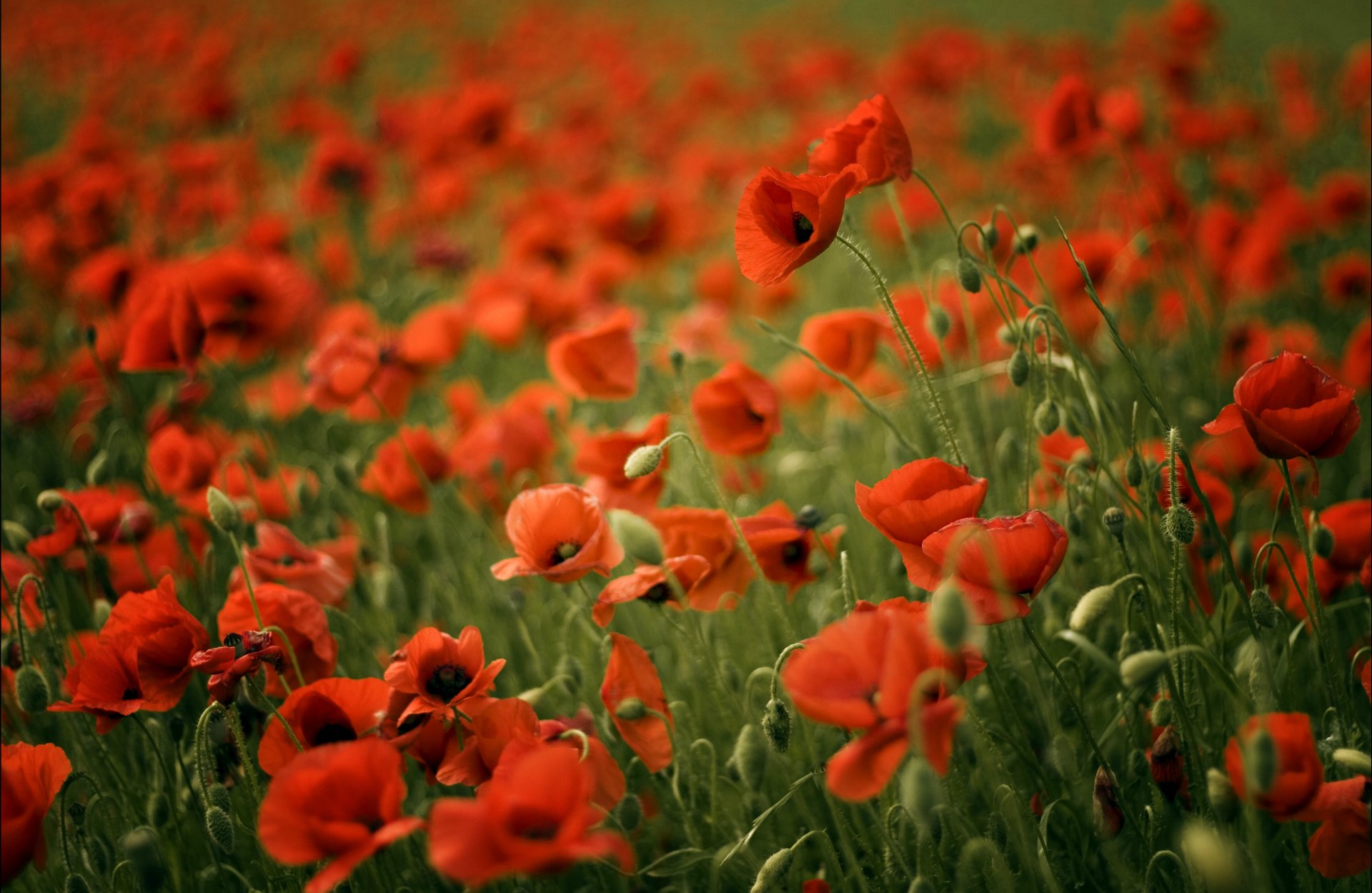 mohnblumen rot feld unschärfe mohnblumen