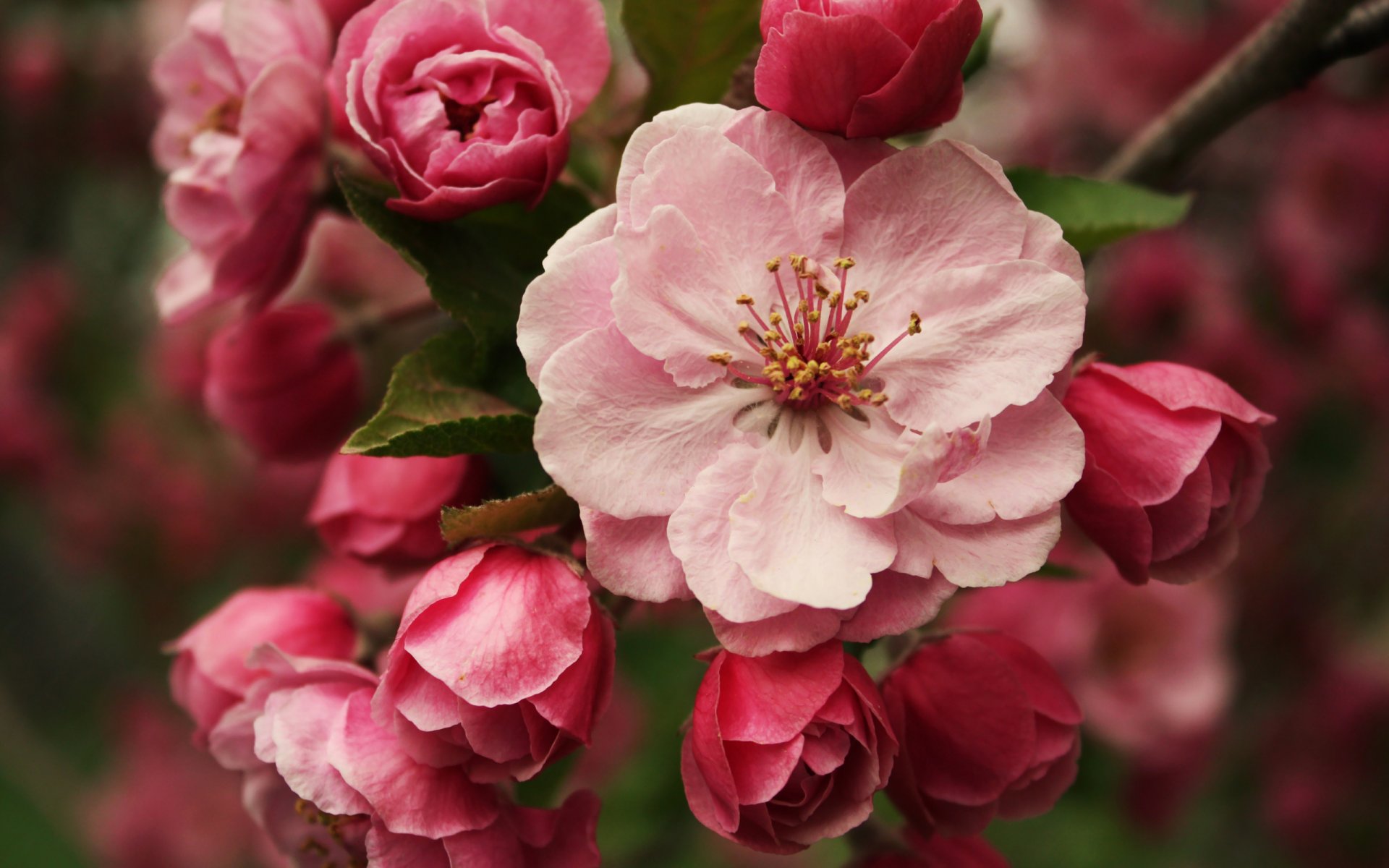 fleurs gros plan branche pommier