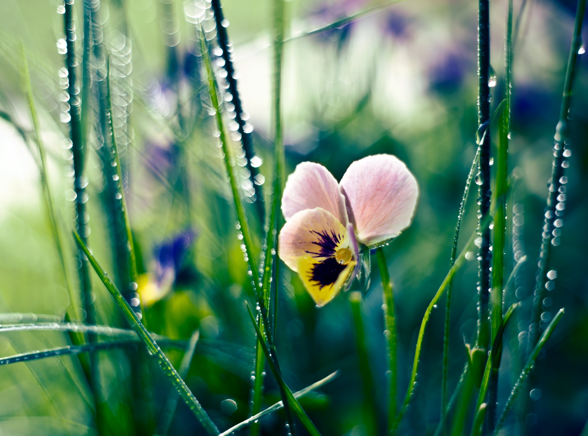 erba rugiada gocce fiore viole del pensiero