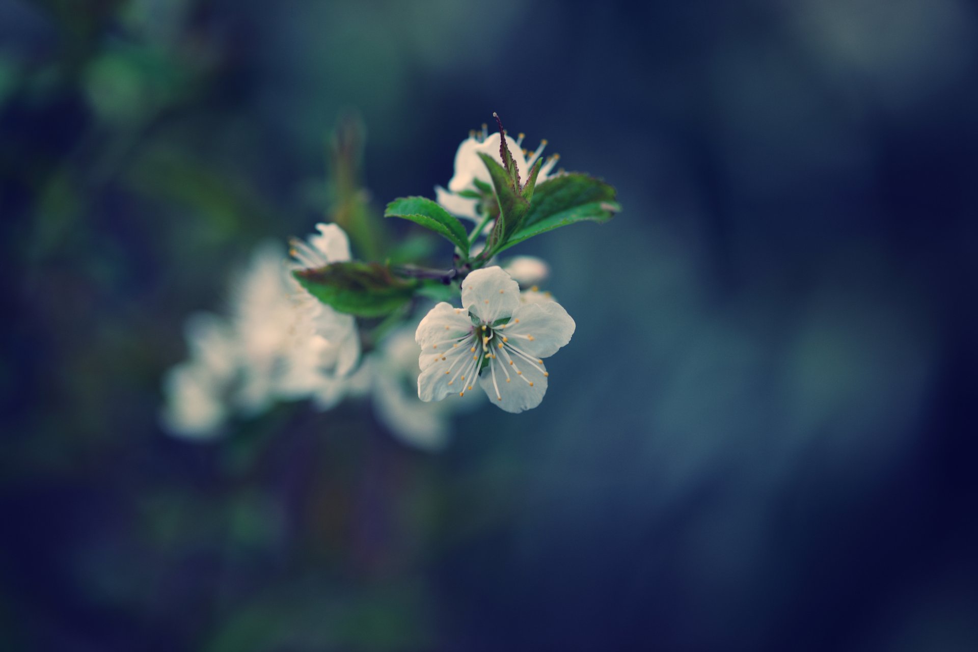 pring cherry flowers tree leave