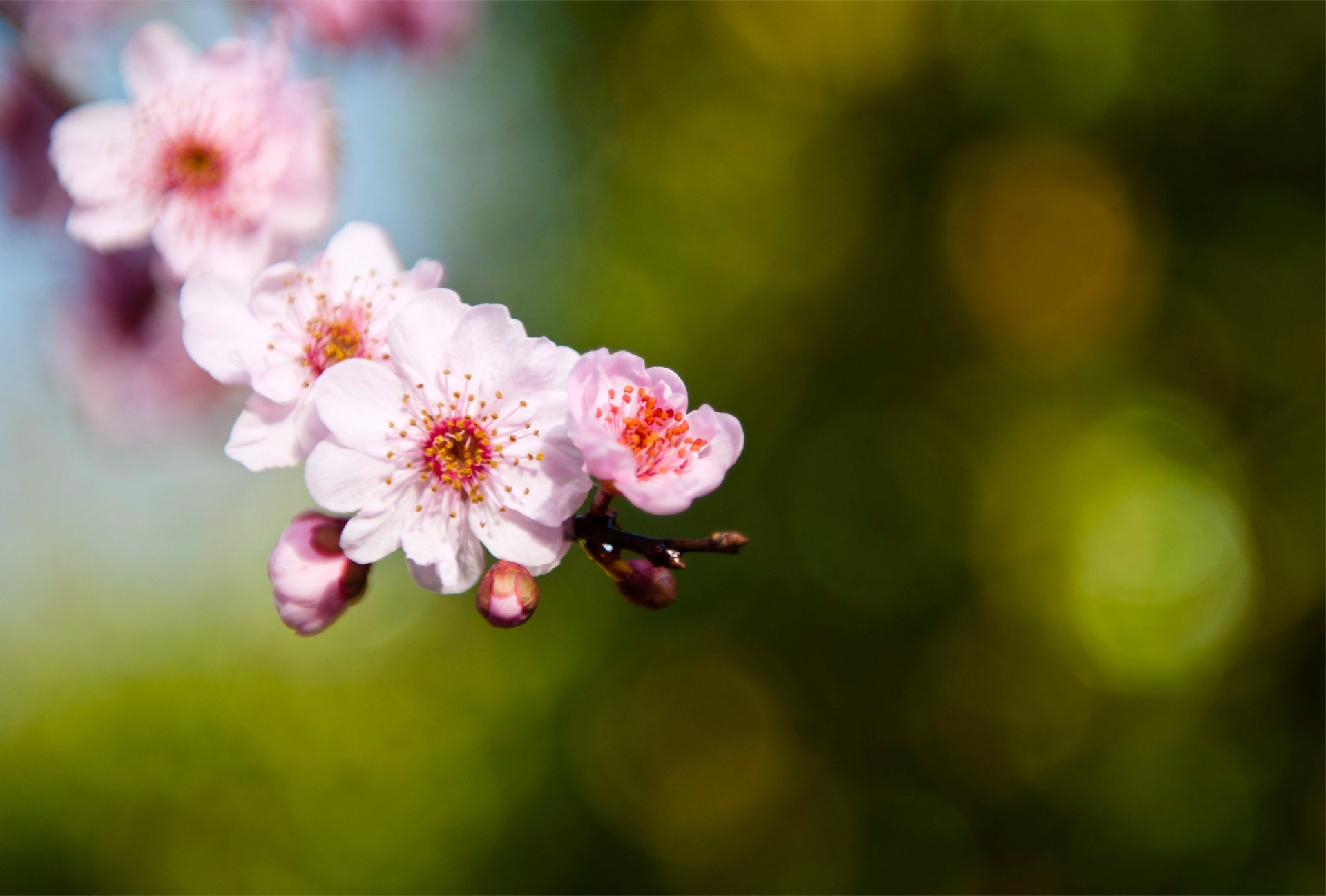 sakura różowe płatki pąki gałąź gałązka zielone tło makro rozmycie ostrość światła