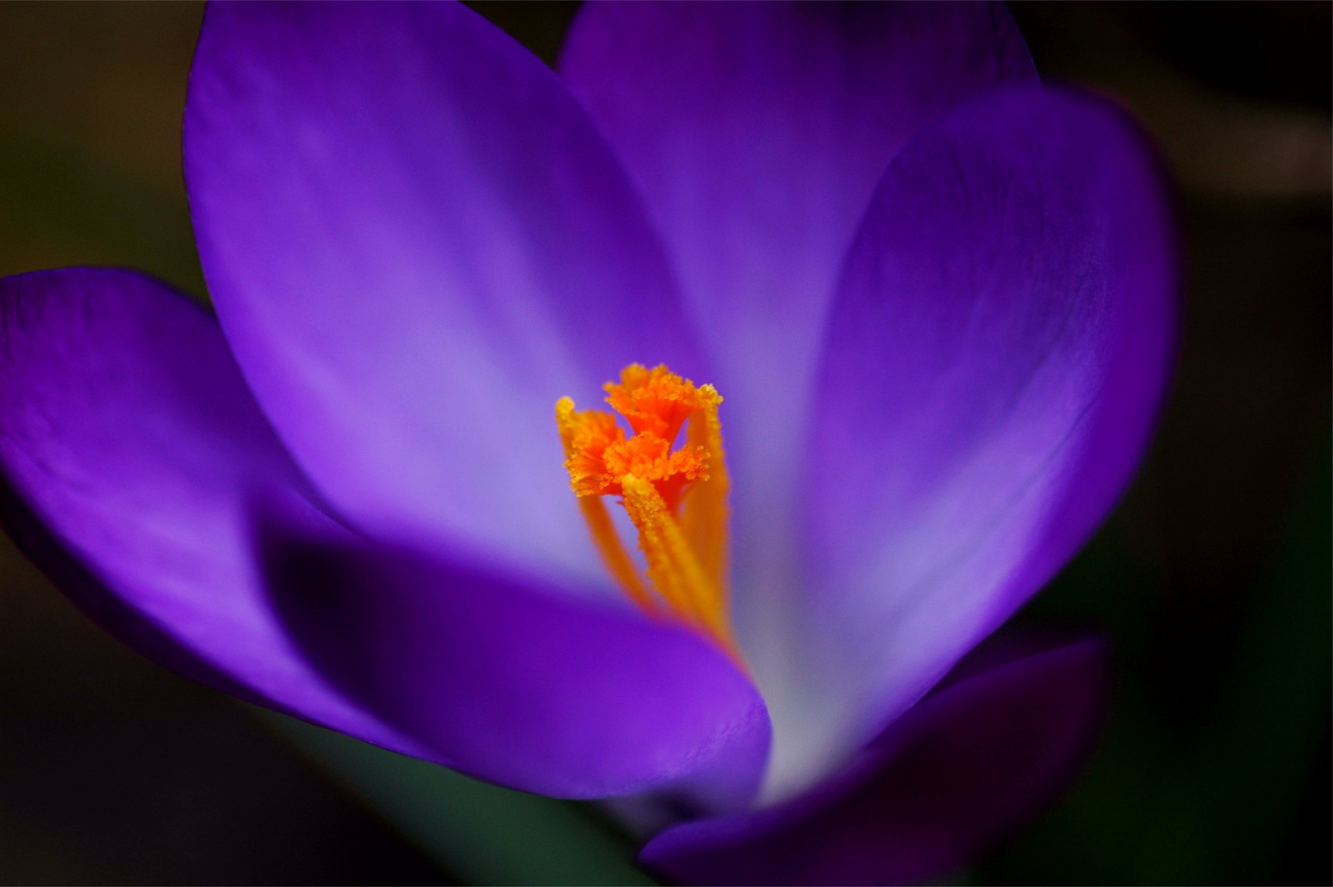 crocus lilas violet macro mise au point