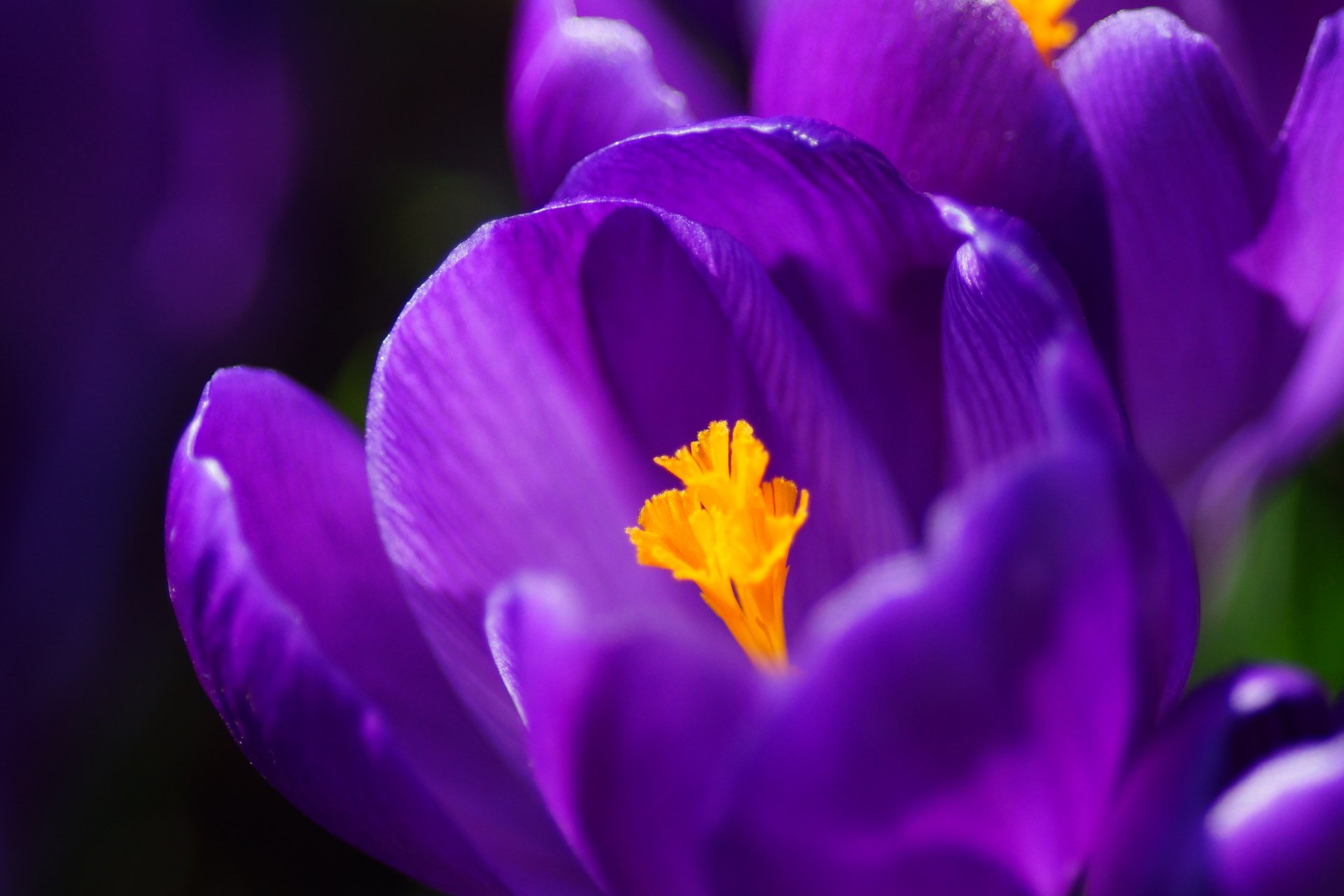 crocuses lilac purple petals macro