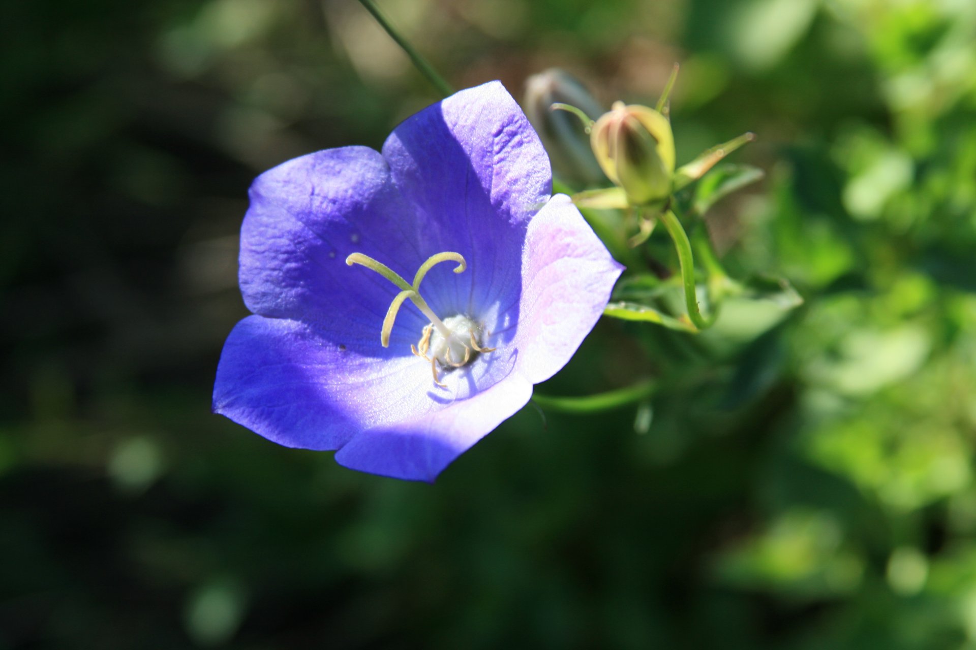 kwiaty tapety kwiat dzwon niebieski natura lato ogród wieś rano tapety