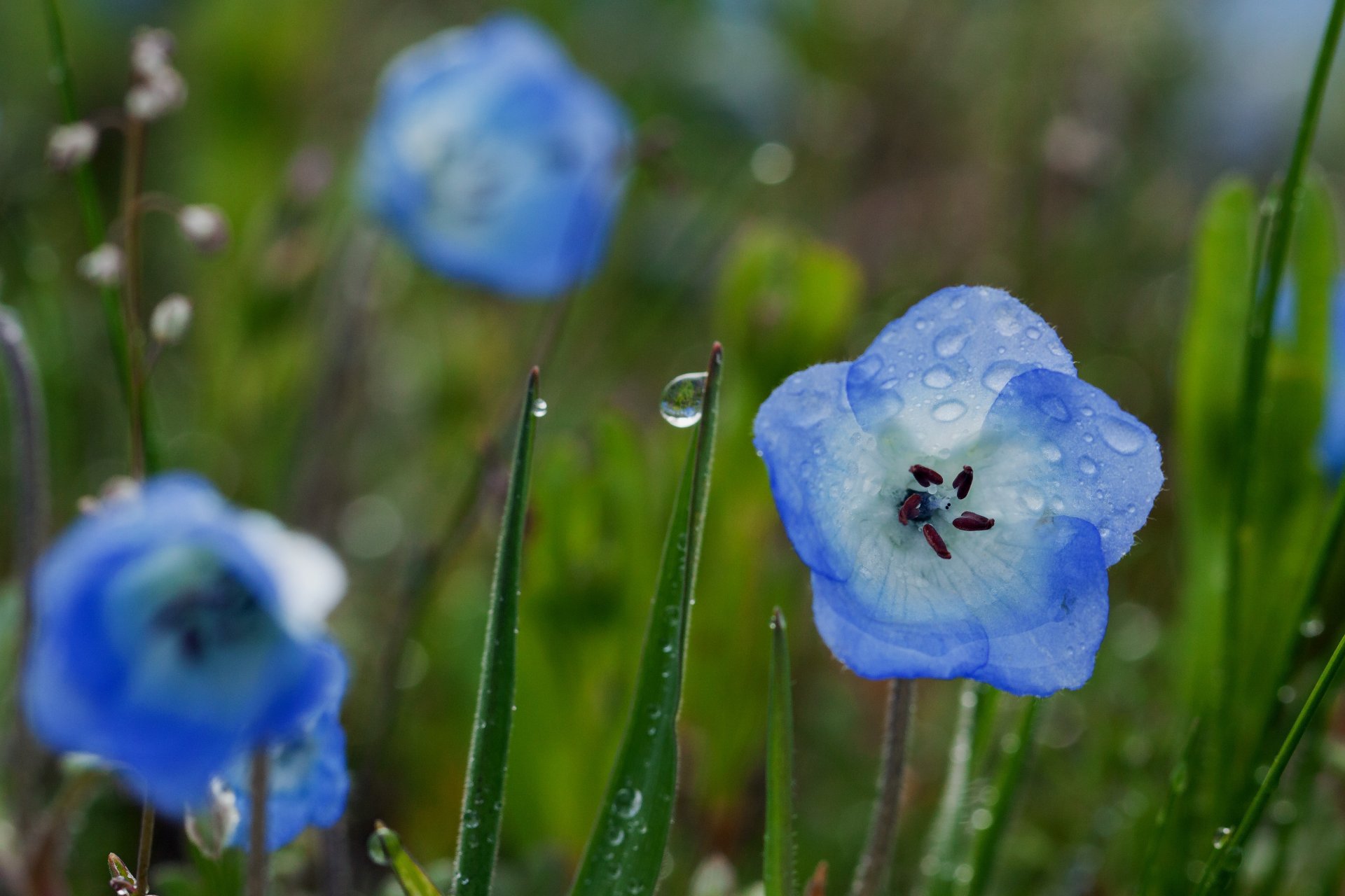 cloche bleu bleu fleur fleurs herbe verdure plantes champ clairière nature gouttes pluie rosée eau été macro