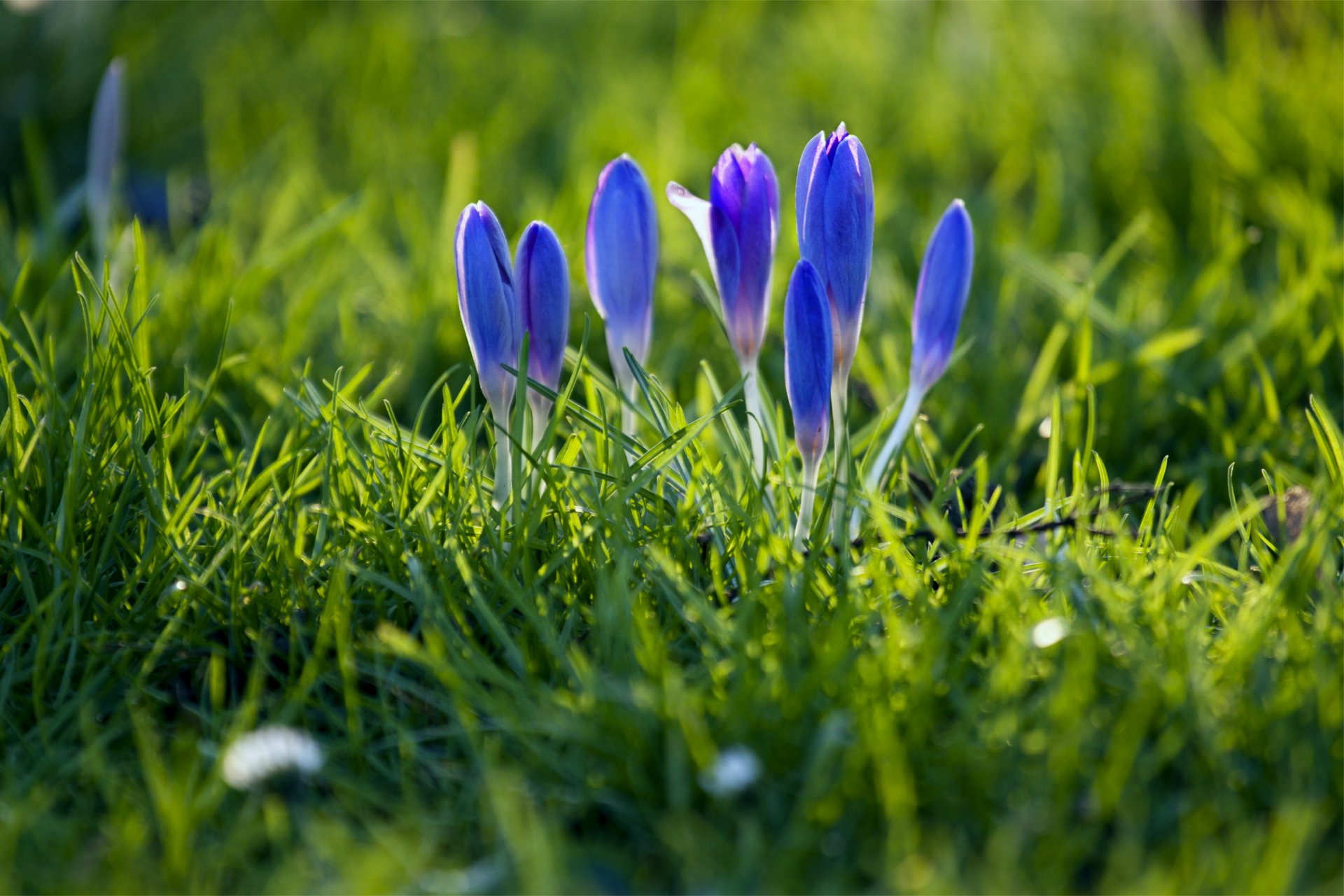 azafranes azul pétalos brotes hierba primavera macro desenfoque enfoque