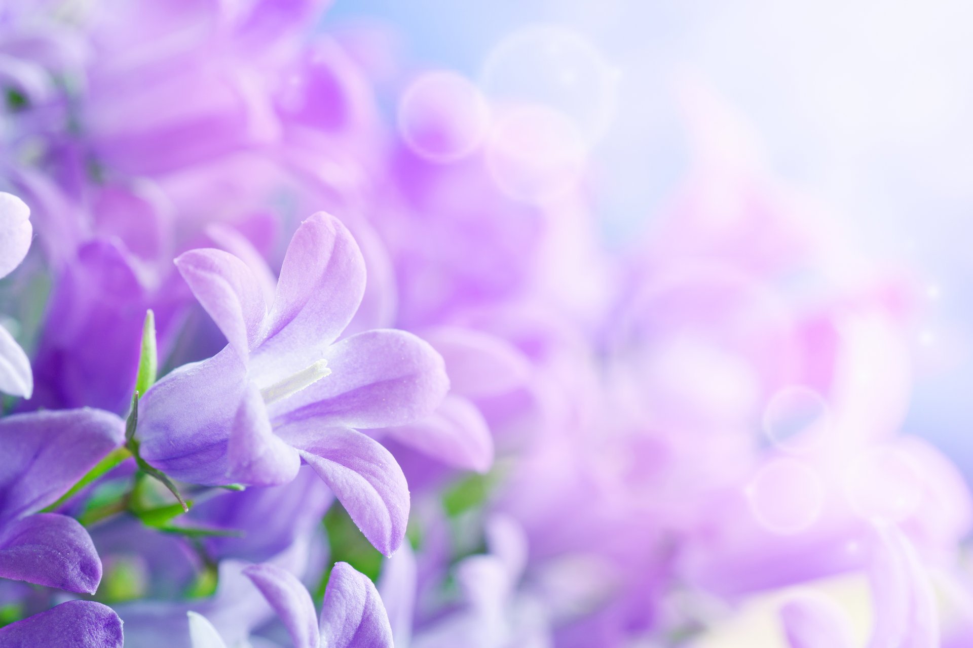 flower beautiful petals sheets hd 8 march world women s day bokeh blur vanilla vanilka bell