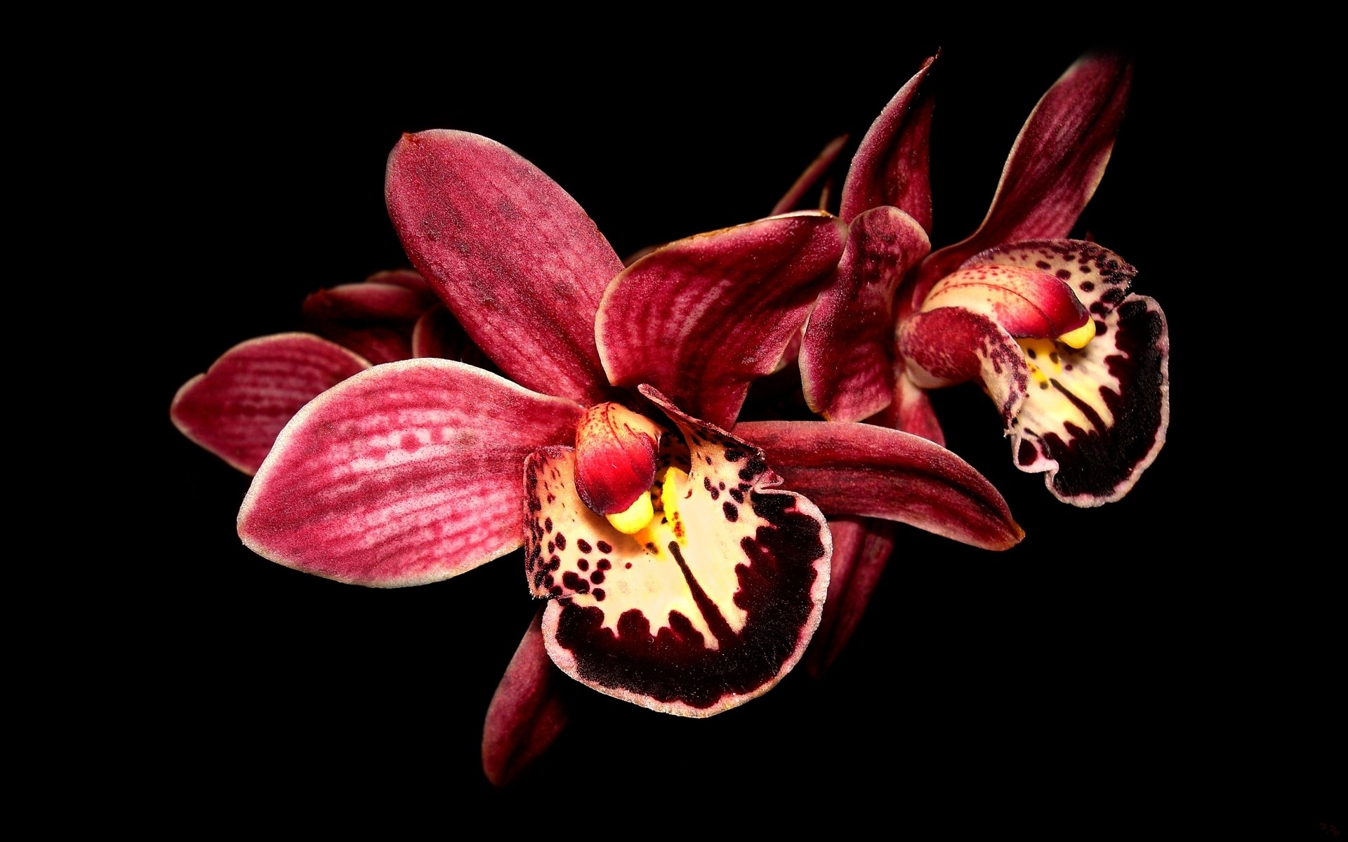 flower orchid close up black background