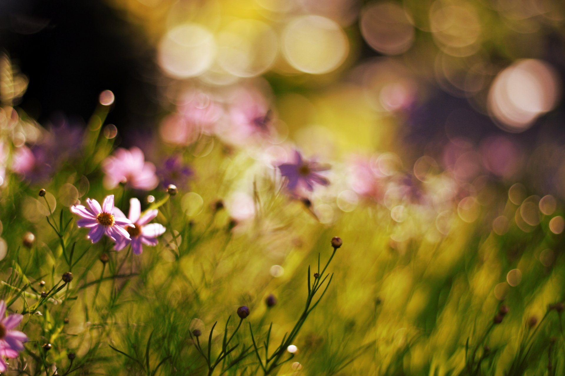 flower nature bokeh blur plant