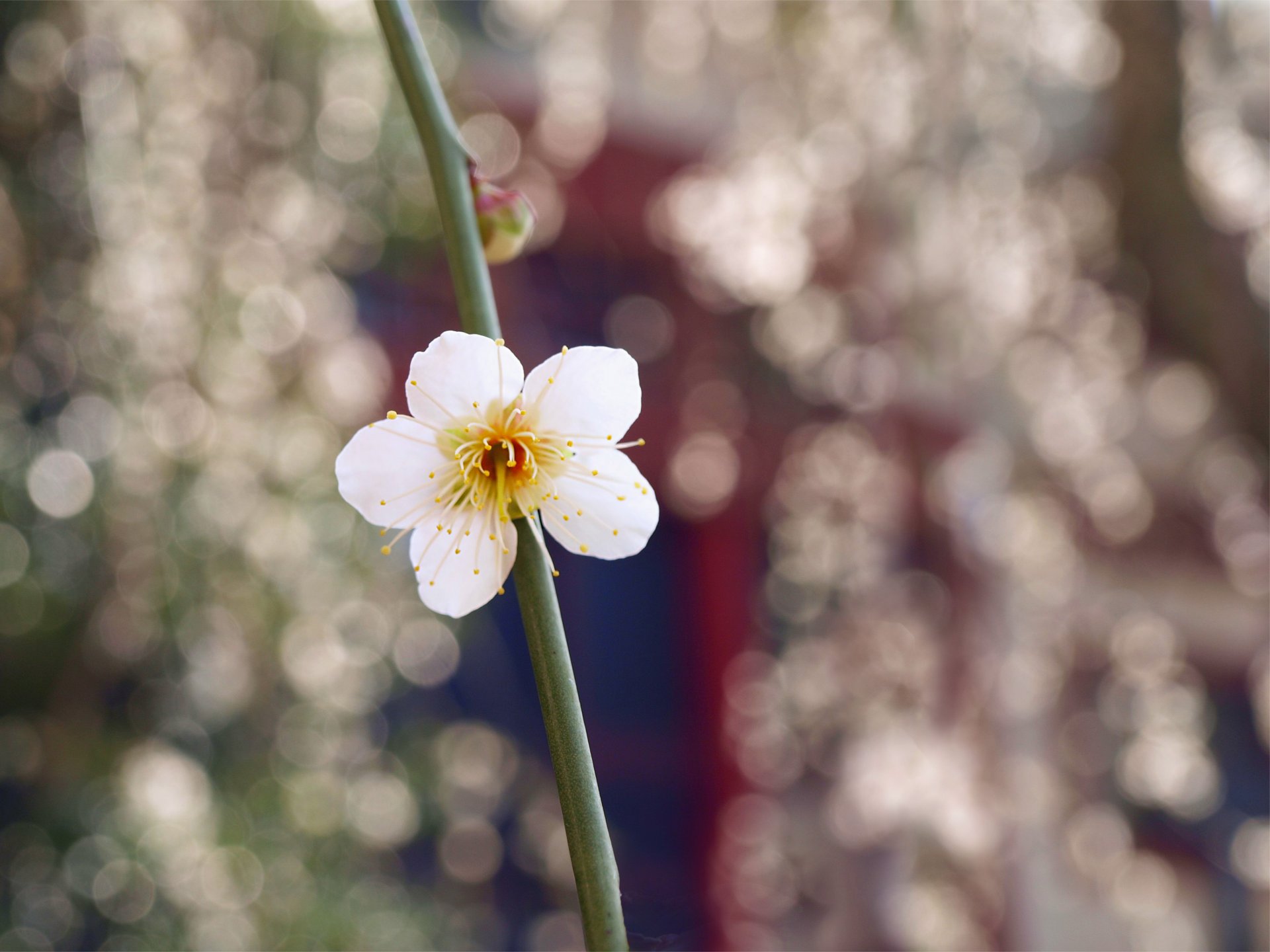 bianco fiore petali bocciolo ramo macro sfocatura abbagliamento