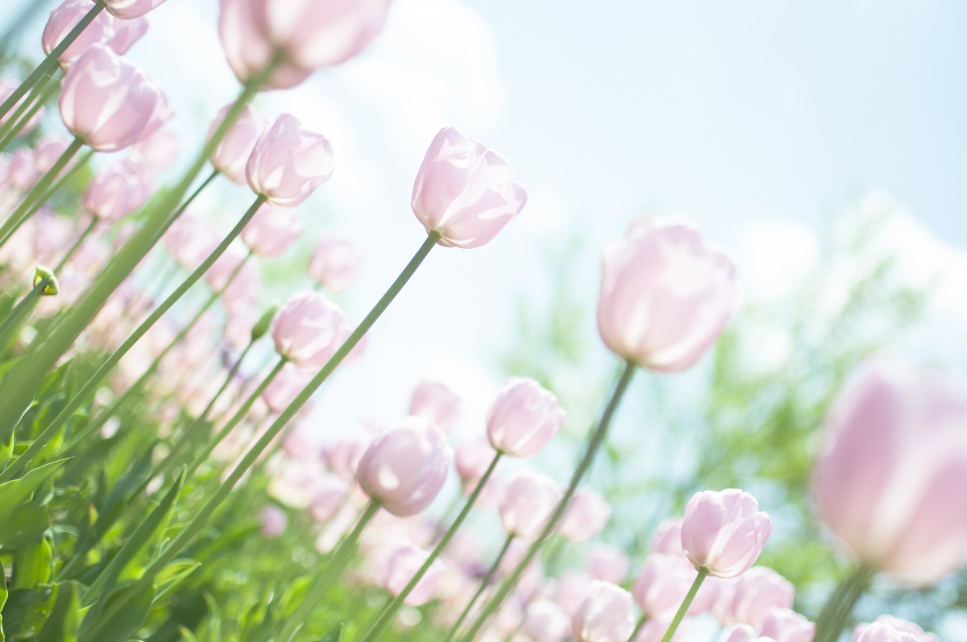 tulipany różowe białe łodygi kwiaty liście rośliny polana niebo światło słońce wiosna czułość natura