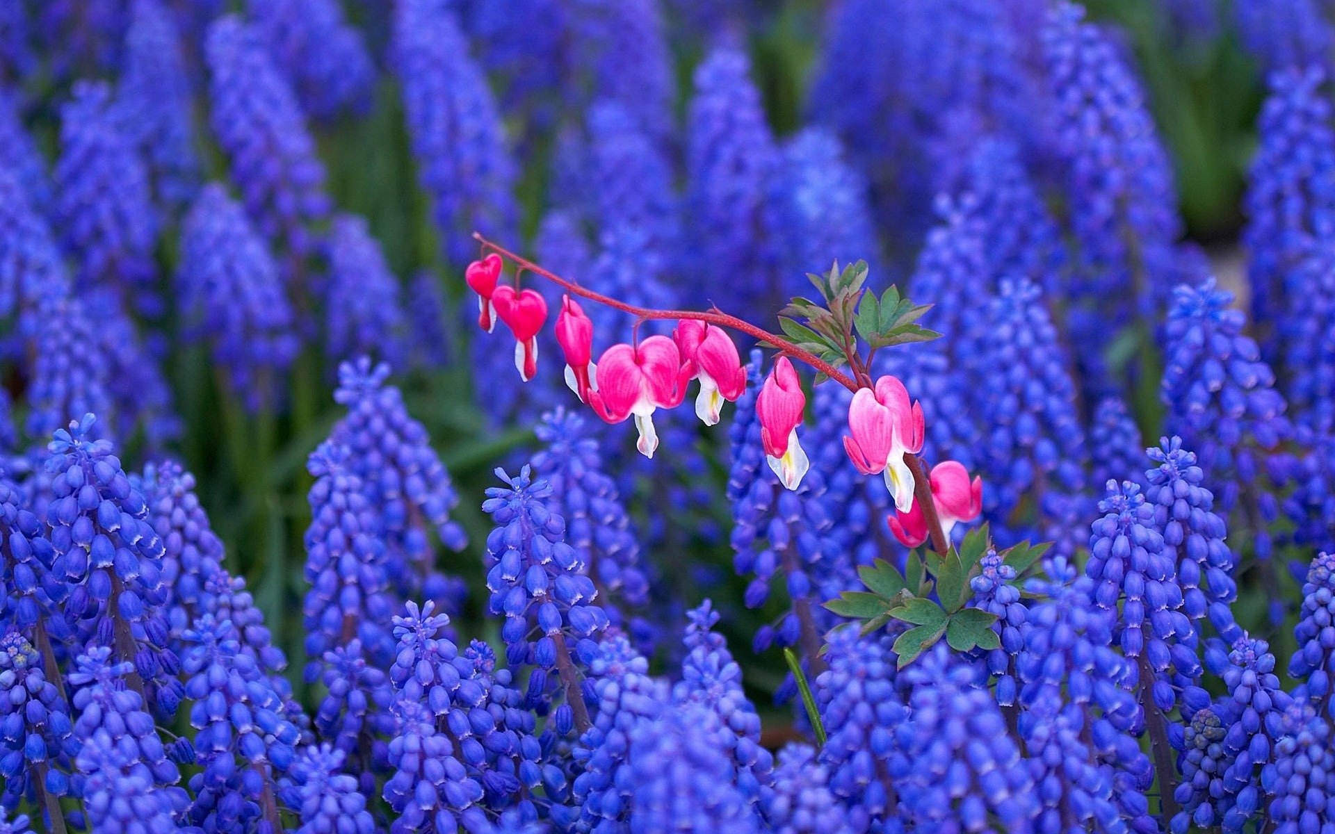 fleurs champ champ lilas coeur brisé rose