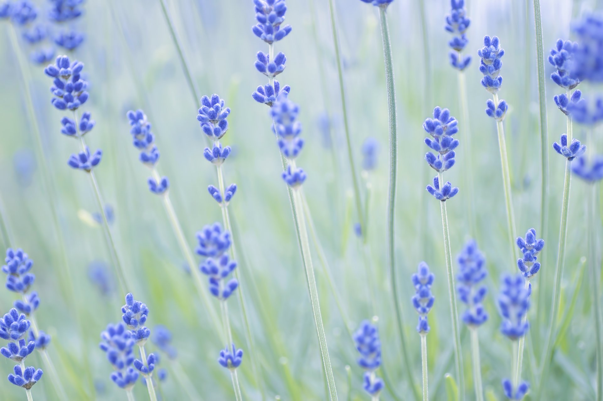 lavande fleurs tiges mise au point flou nature gros plan