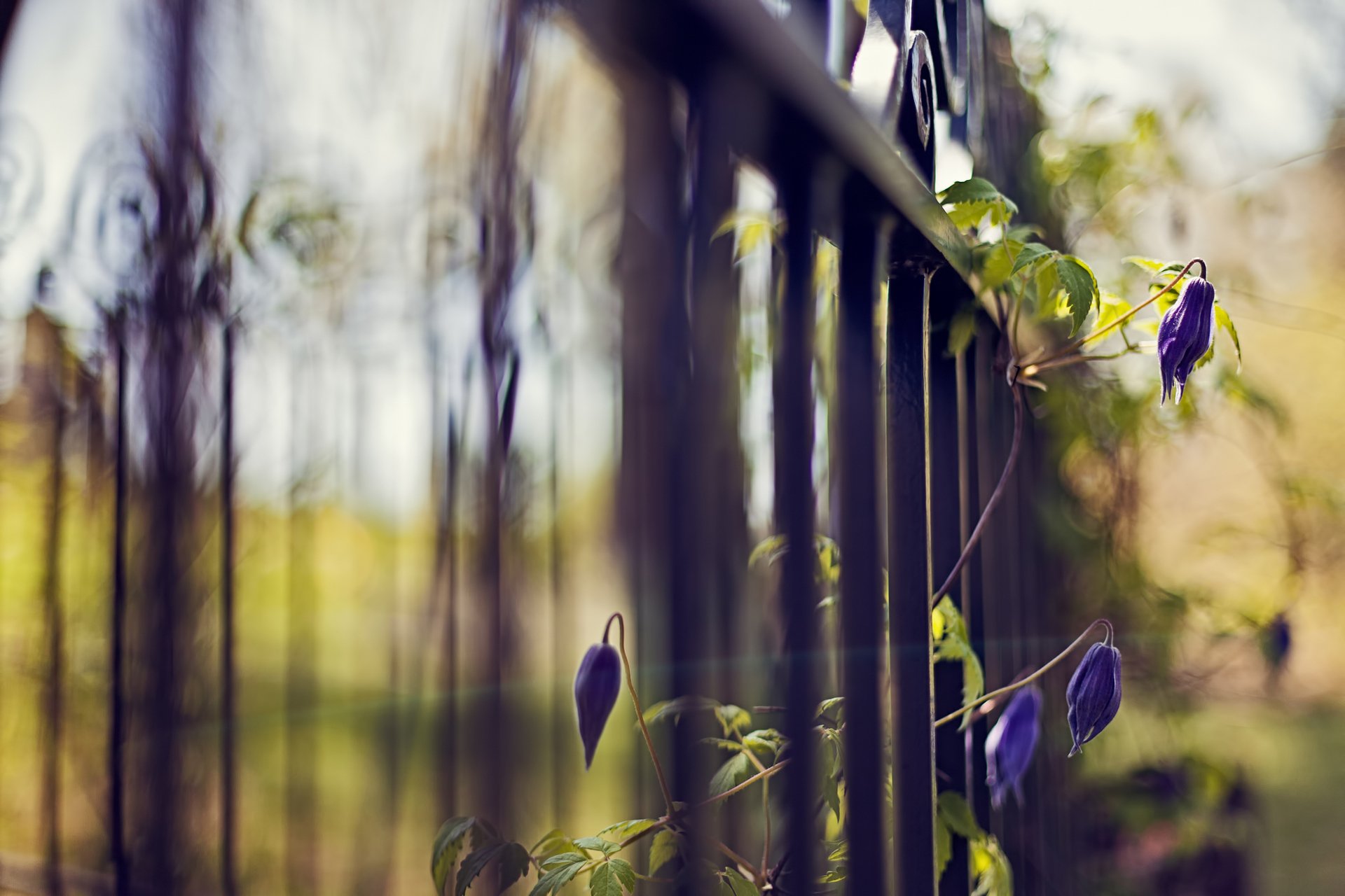 cerca enrejado cerca flores azul planta enfoque bokeh naturaleza