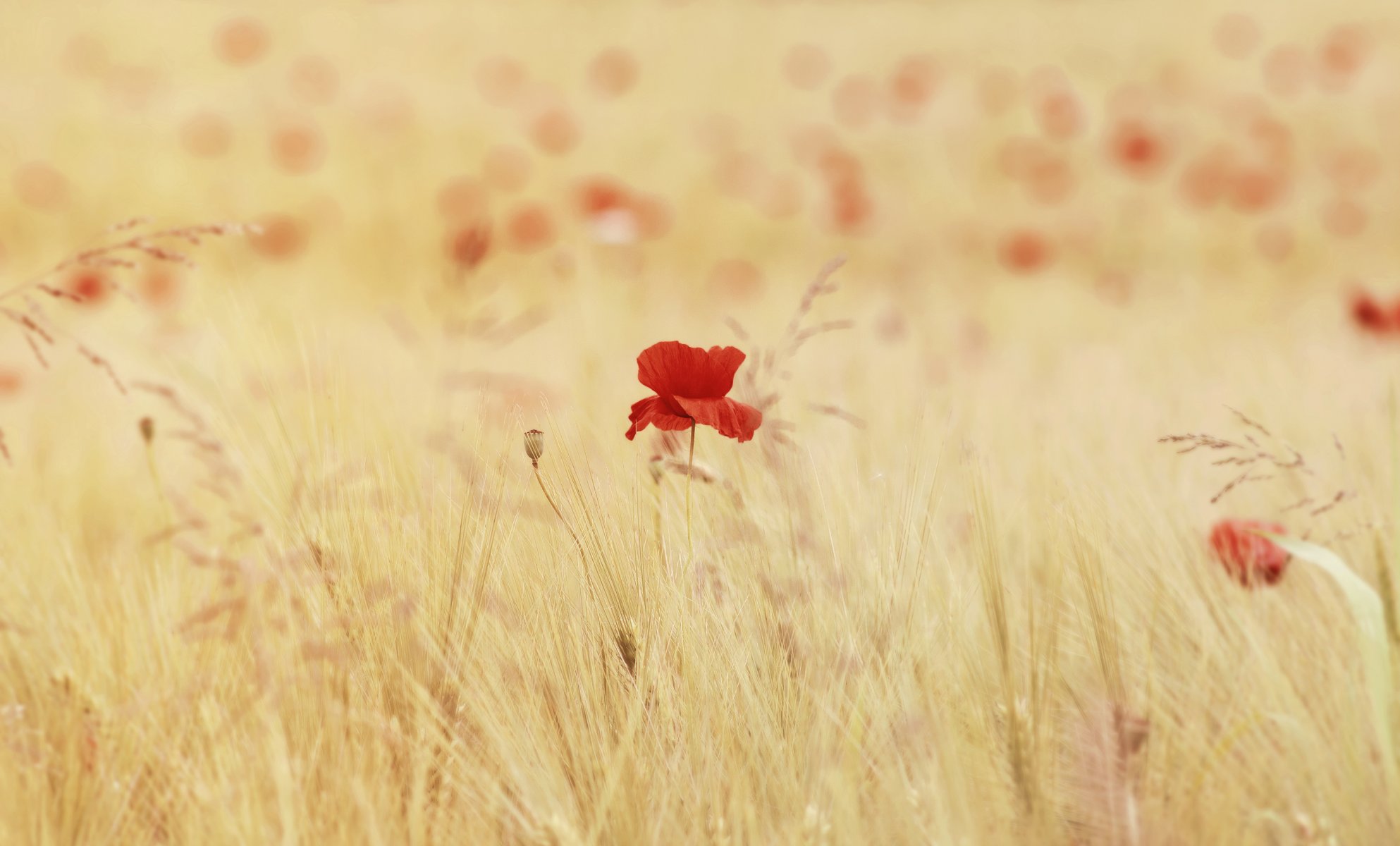 feld ährchen mohnblumen blumen