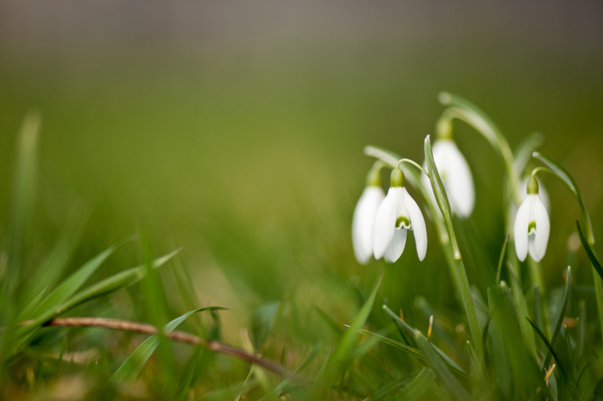 flower snowdrops white background green