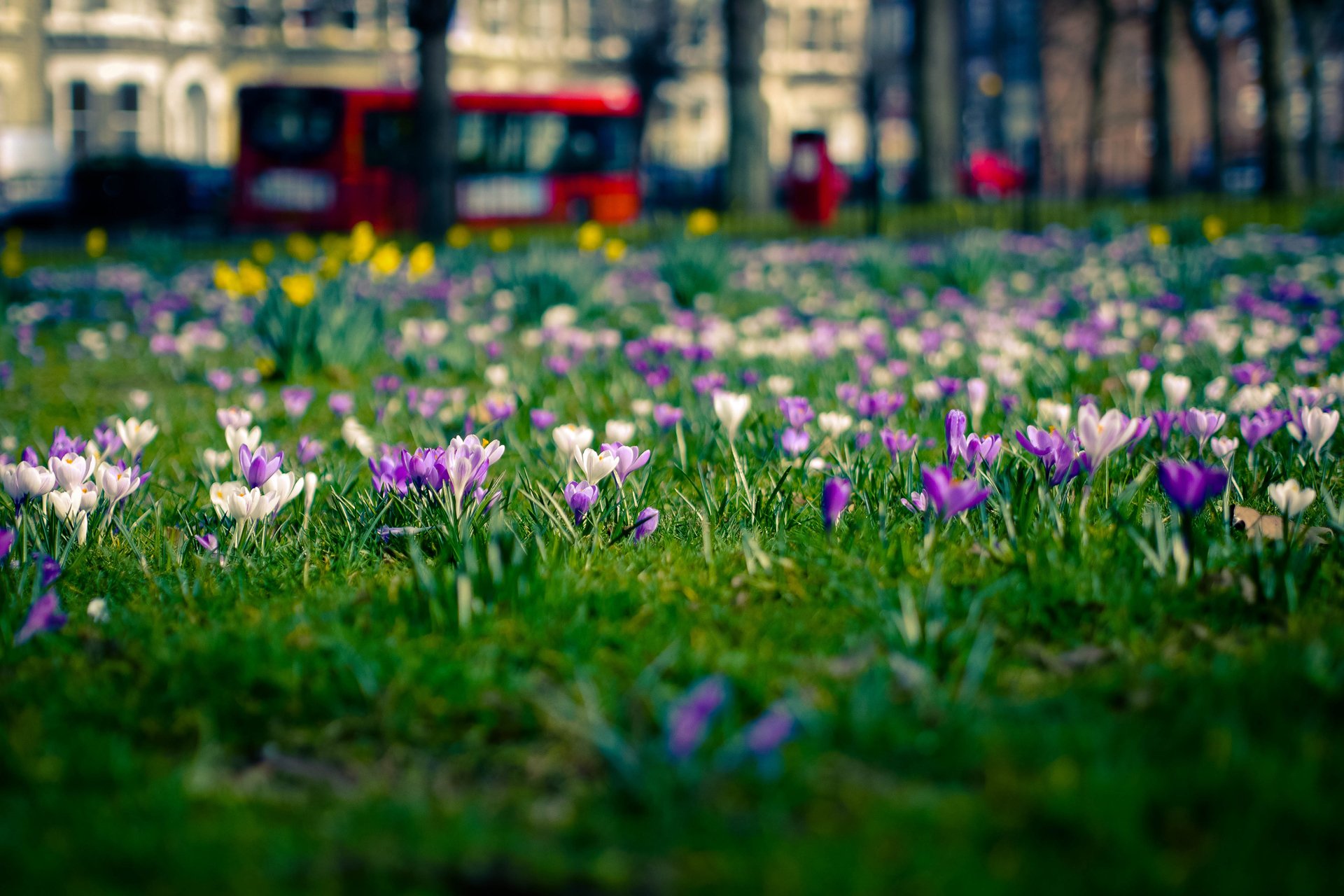 fiori crochi radura città londra primavera