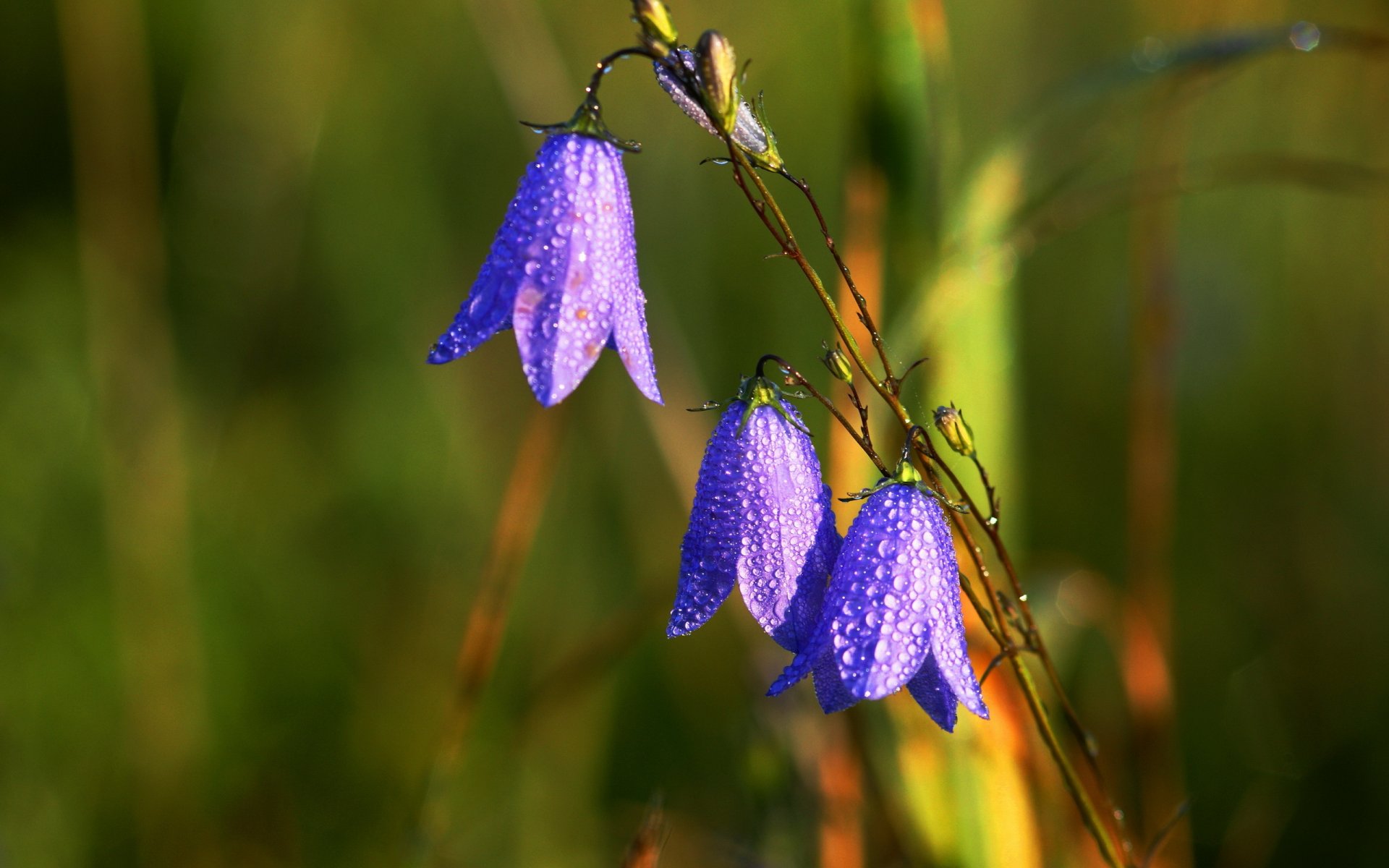 flower drops nature