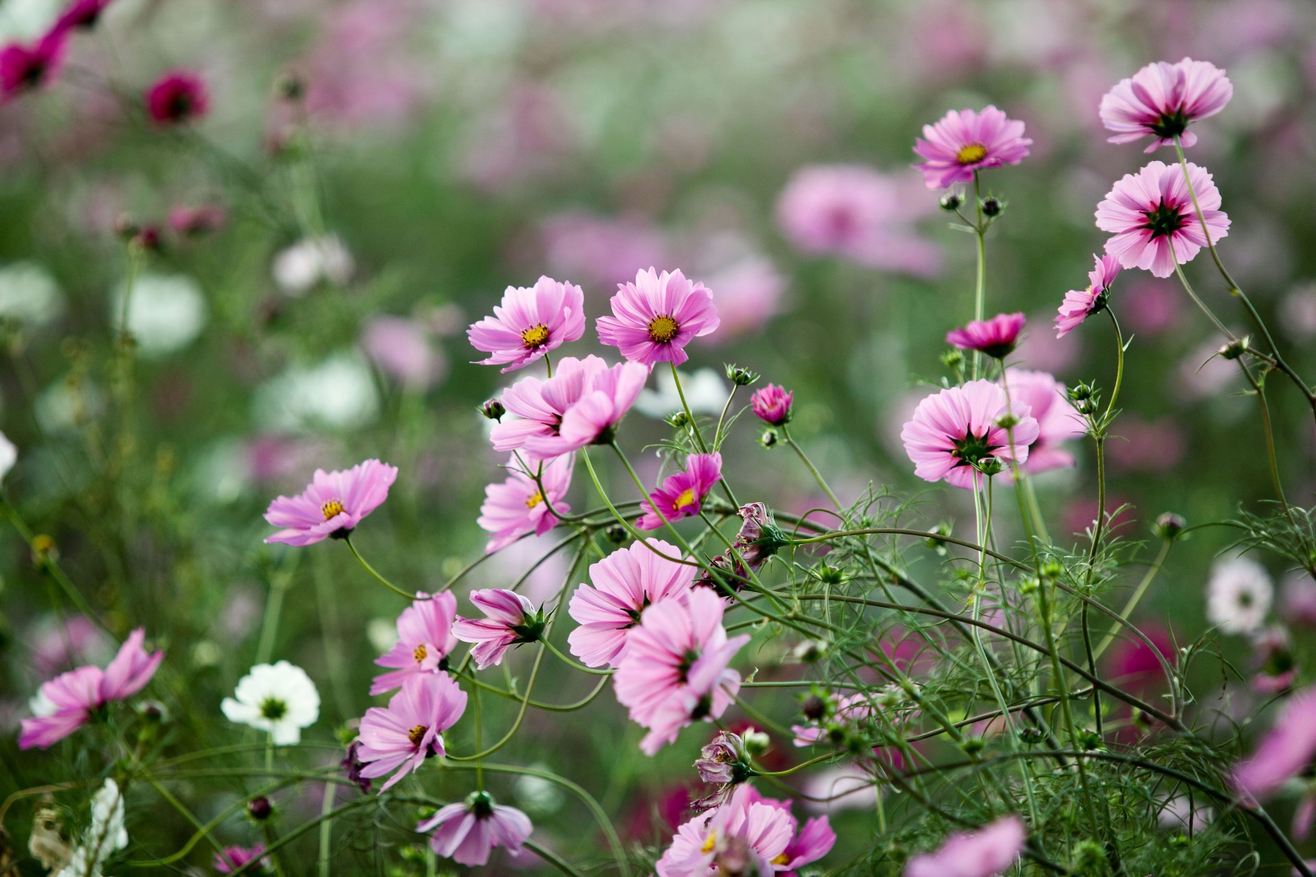 flores rosa cosmea hierba plantas campo claro verano verde naturaleza macro