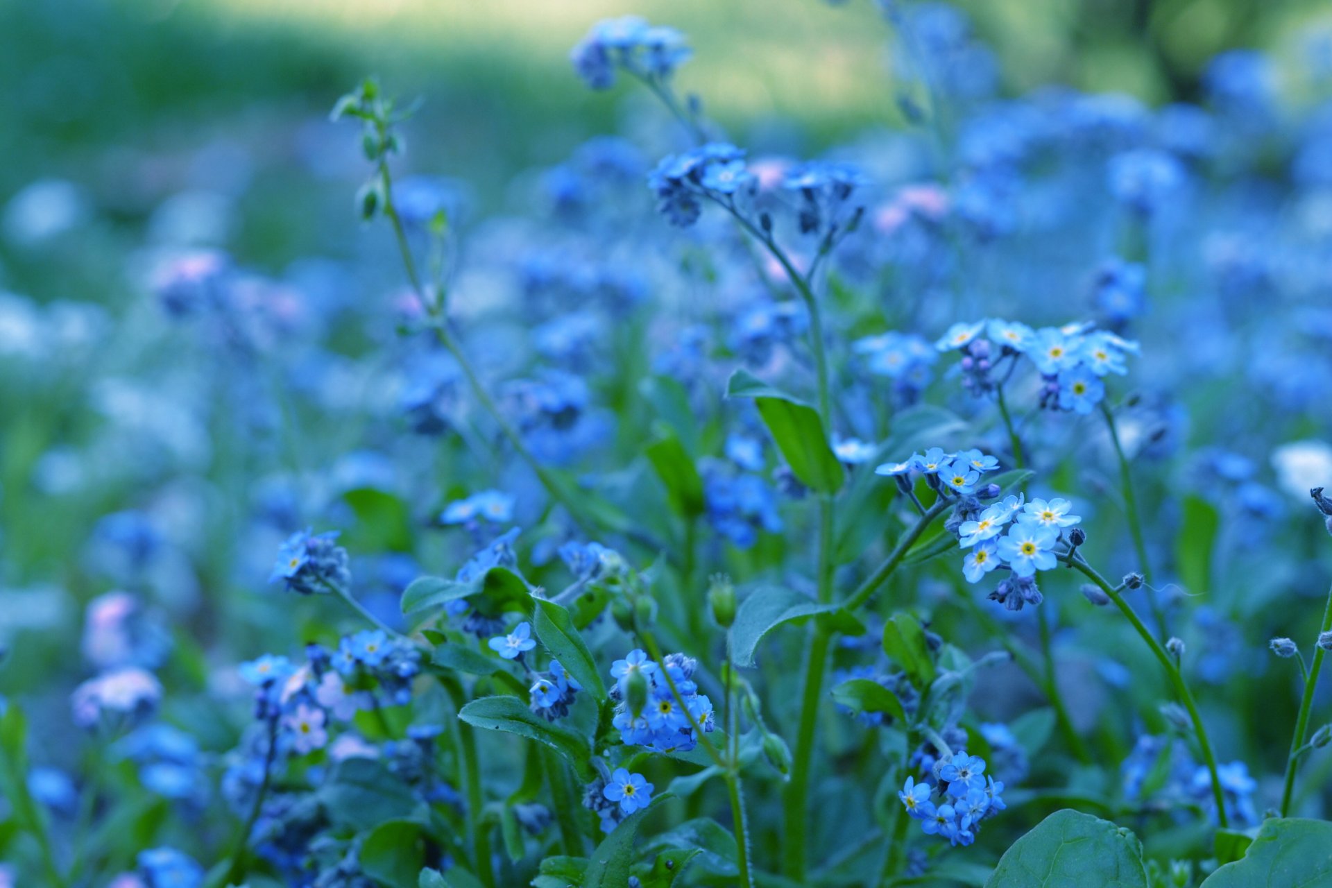 forget-me-nots blue blue flowers greenery plants color nature blurriness brightness macro