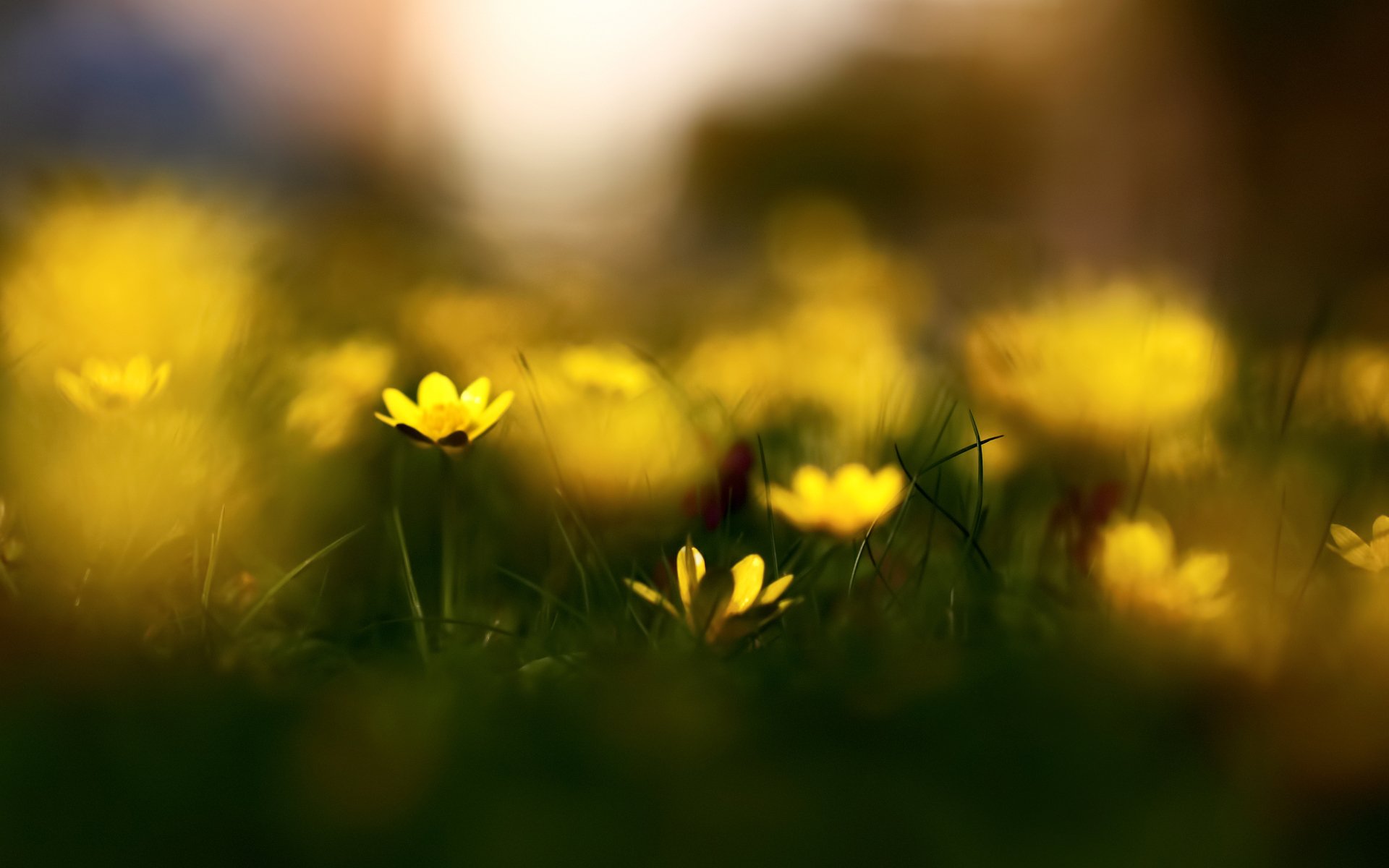 celidonia flores hierba naturaleza primavera desenfoque bokeh macro