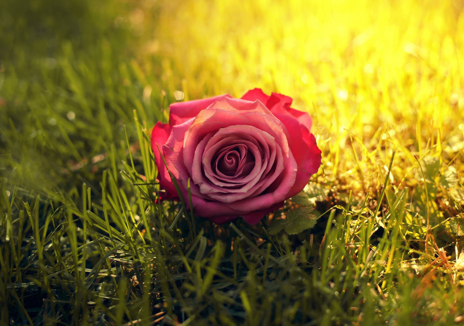 kwiat róża trawa słońce promienie słoneczne
