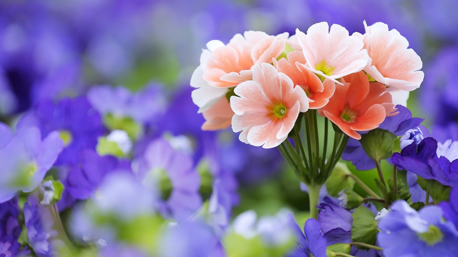 blumen feld flieder rosa blumenstrauß makro