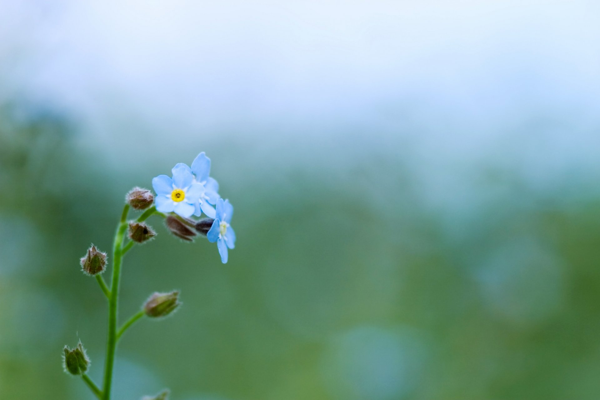 niezapominajki błękitne kwiaty roślina zielony kolor zieleń natura delikatność pasemka makro wiosna