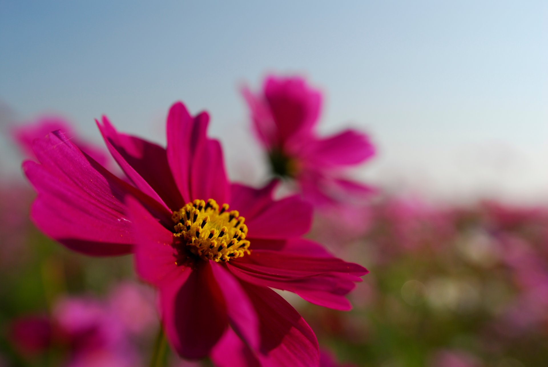 fleur cosmée rose lumineux pétales ciel champ été gros plan