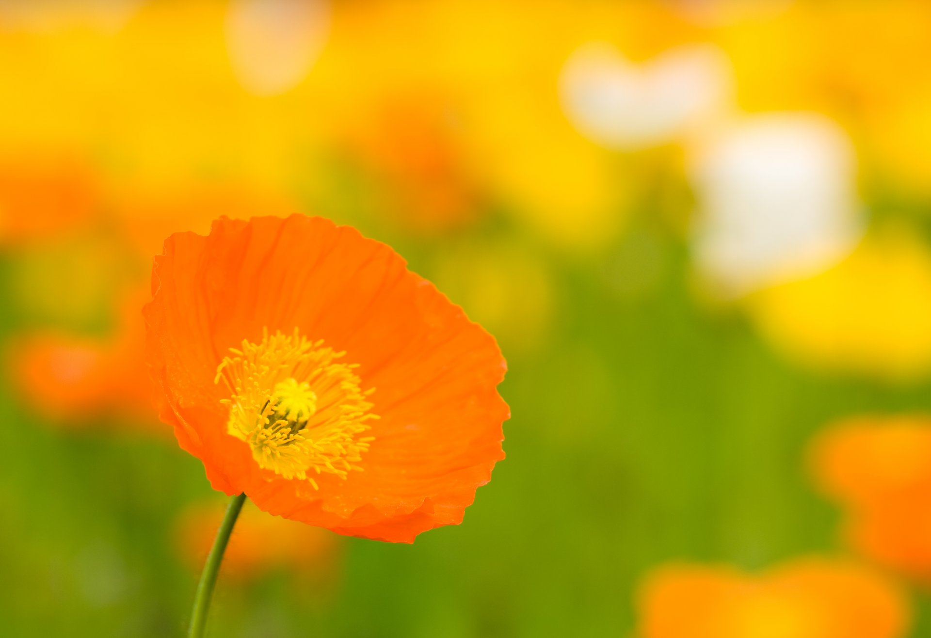 papavero arancione giallo fiore bocciolo petali luminoso radura colore estate calore macro