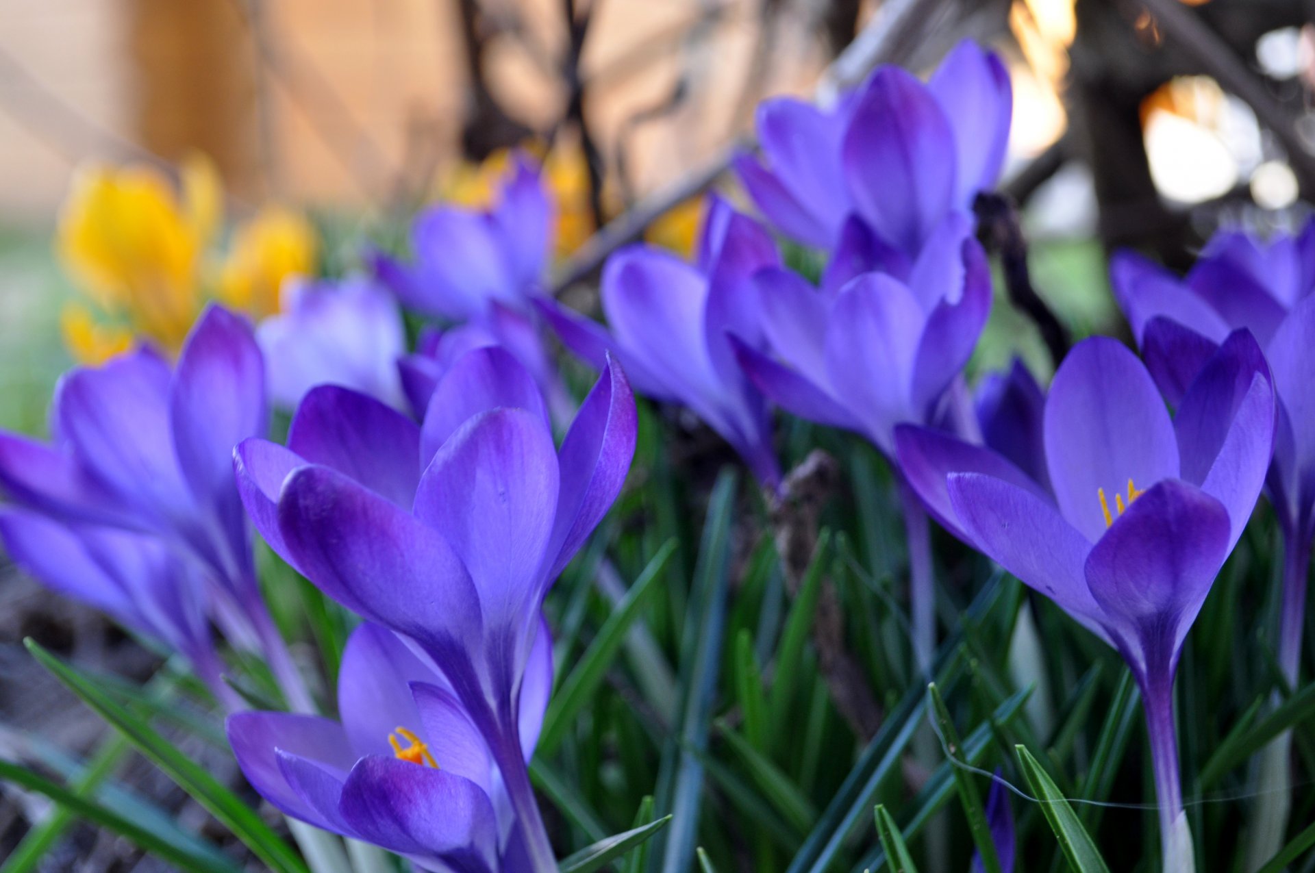 krokusse flieder gelb gras frühling makro unschärfe