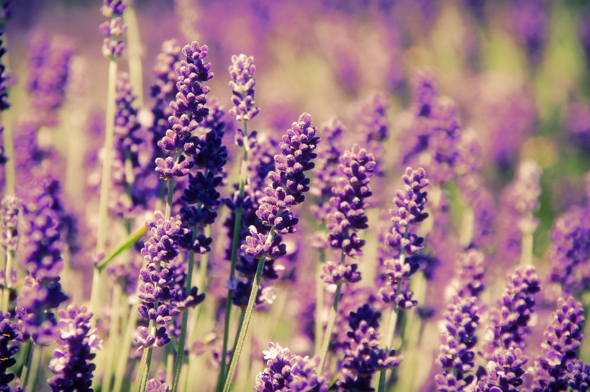 fiori lavanda campo primavera