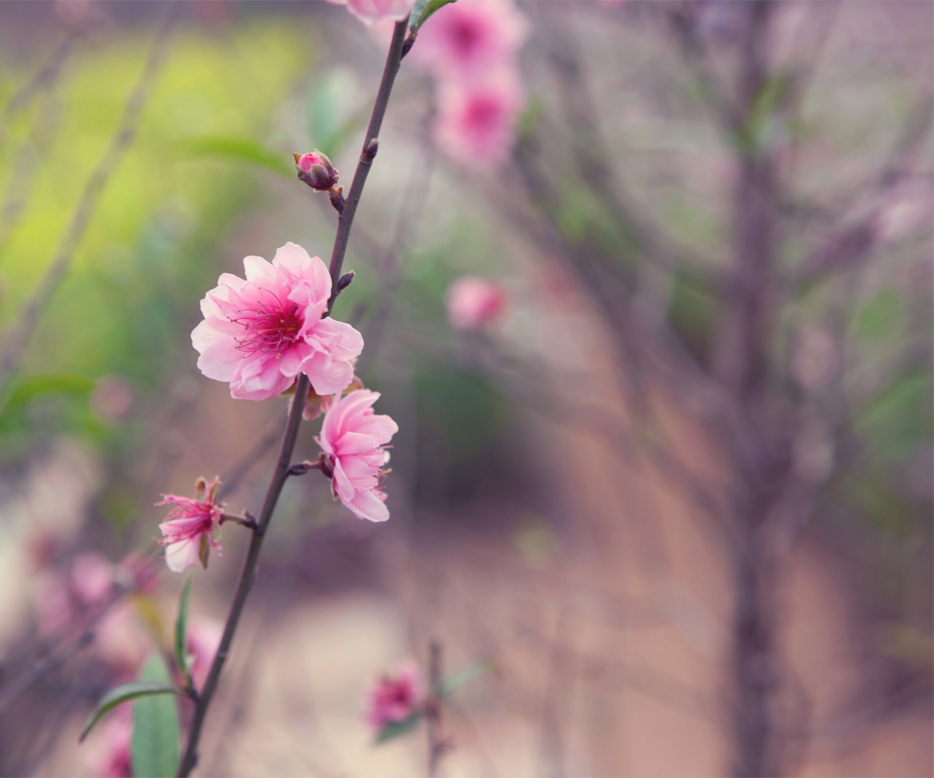 japan spring tree branch sakura pink flower buds tender close up blur focu