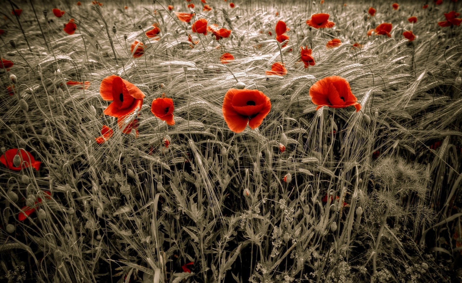 poppies the field wheat red