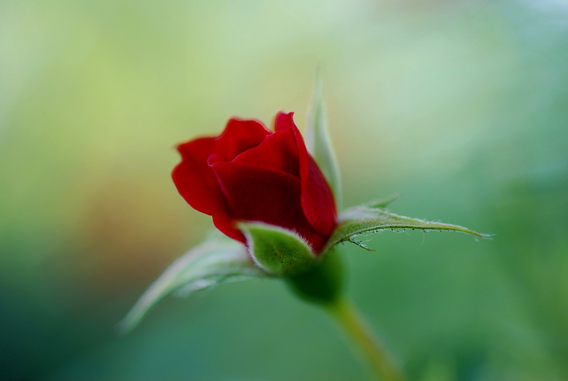 rose rot scharlachrot knospe blume grün farbe unschärfe fokus natur makro