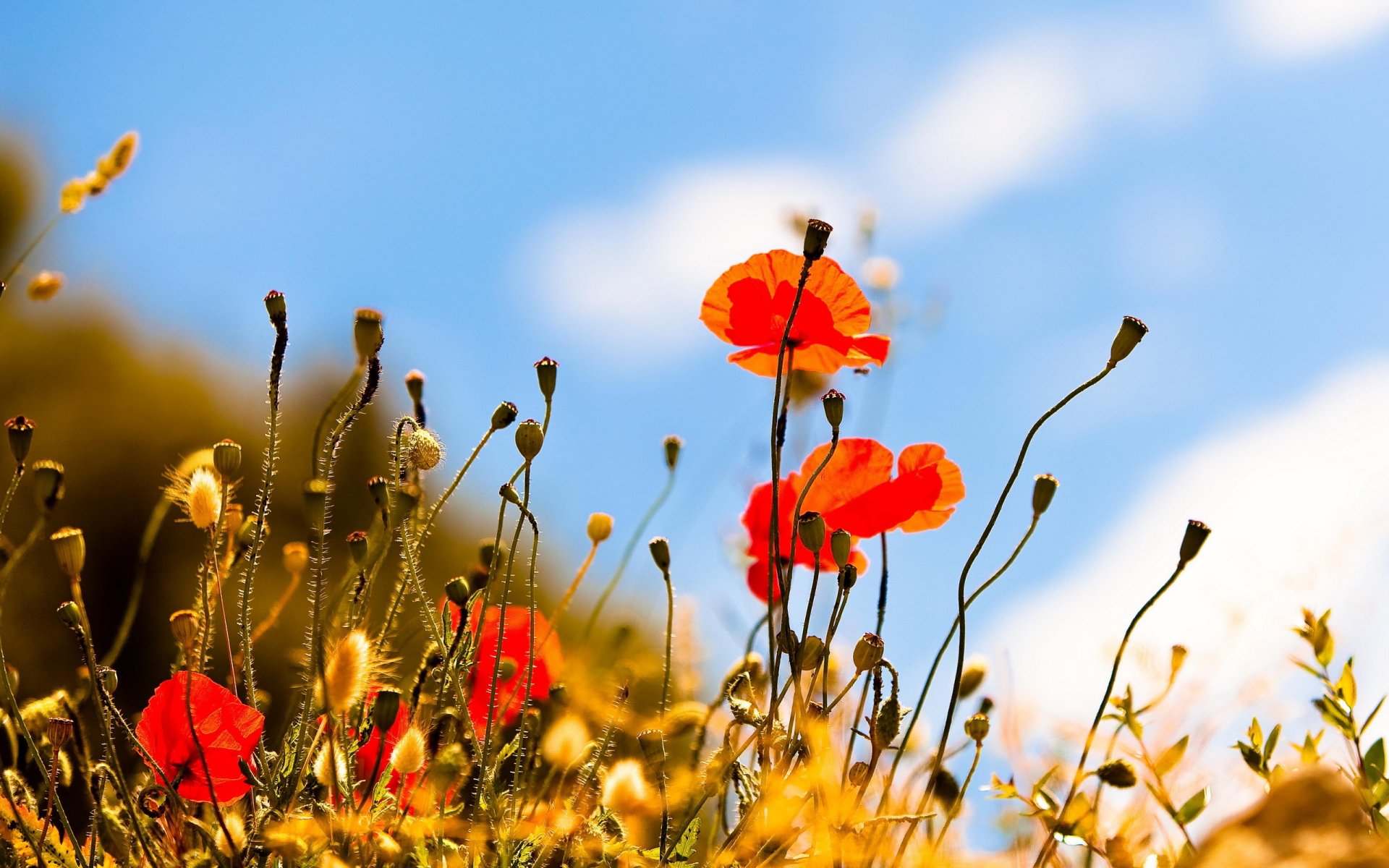 mohnblumen sommer himmel natur