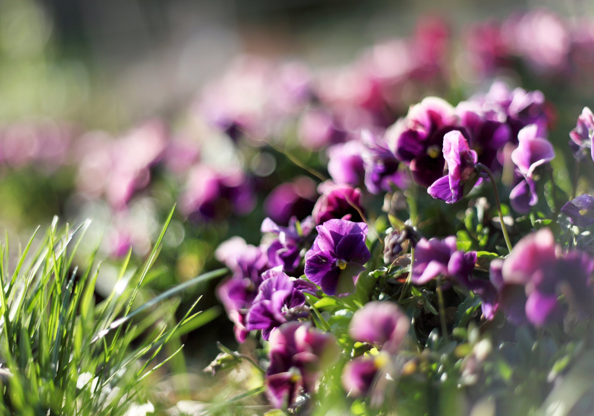 pensamientos flores violeta violetas plantas hierba vegetación reflejos desenfoque luz rayos primavera naturaleza