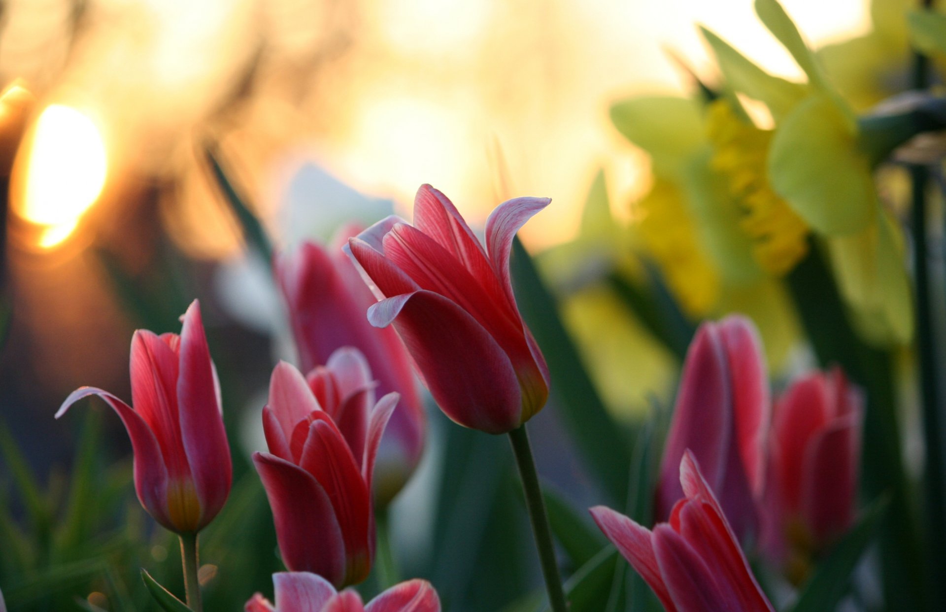 flores naturaleza tulipanes desenfoque bokeh