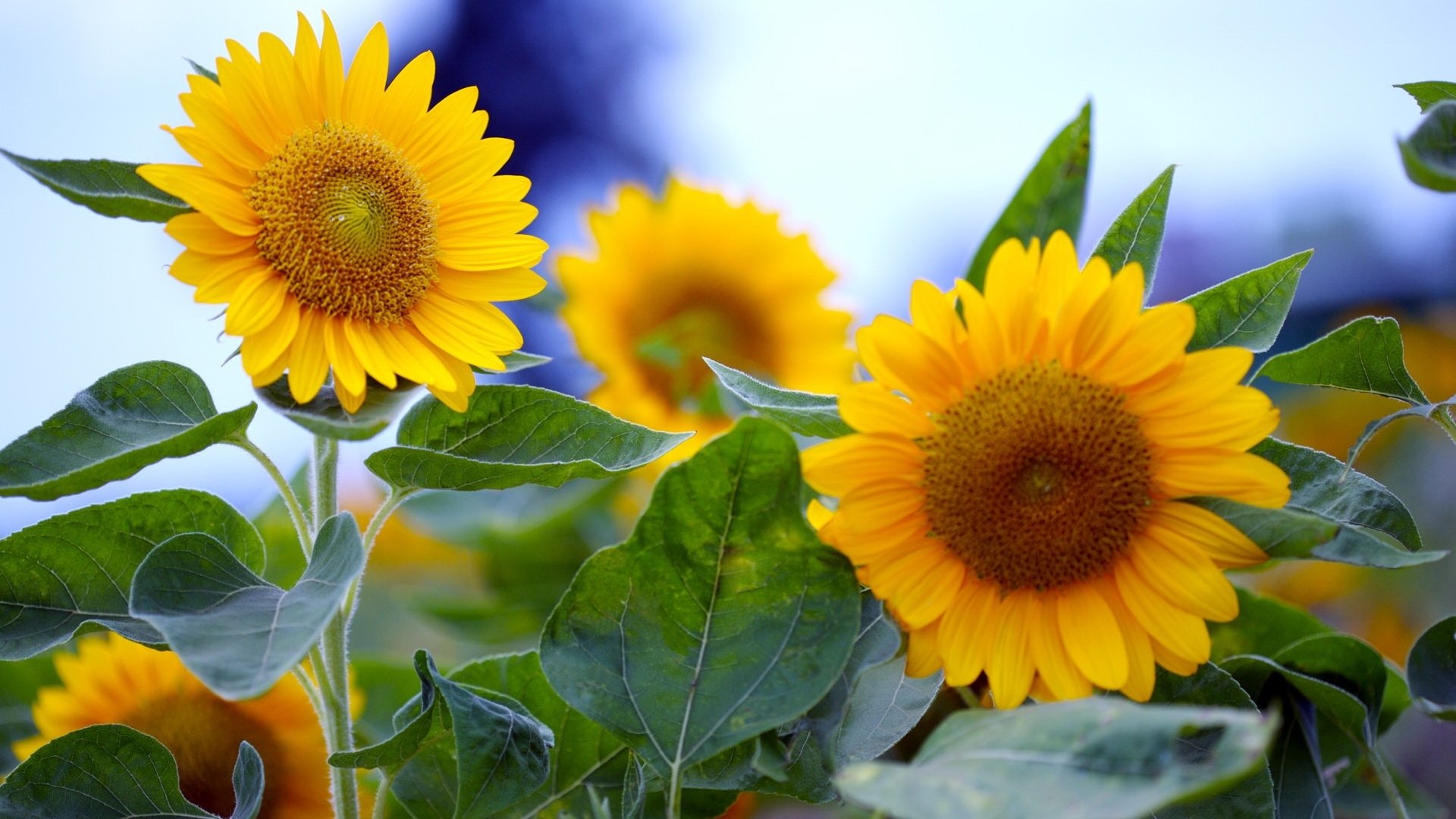 flores girasoles verano macro amarillo hojas