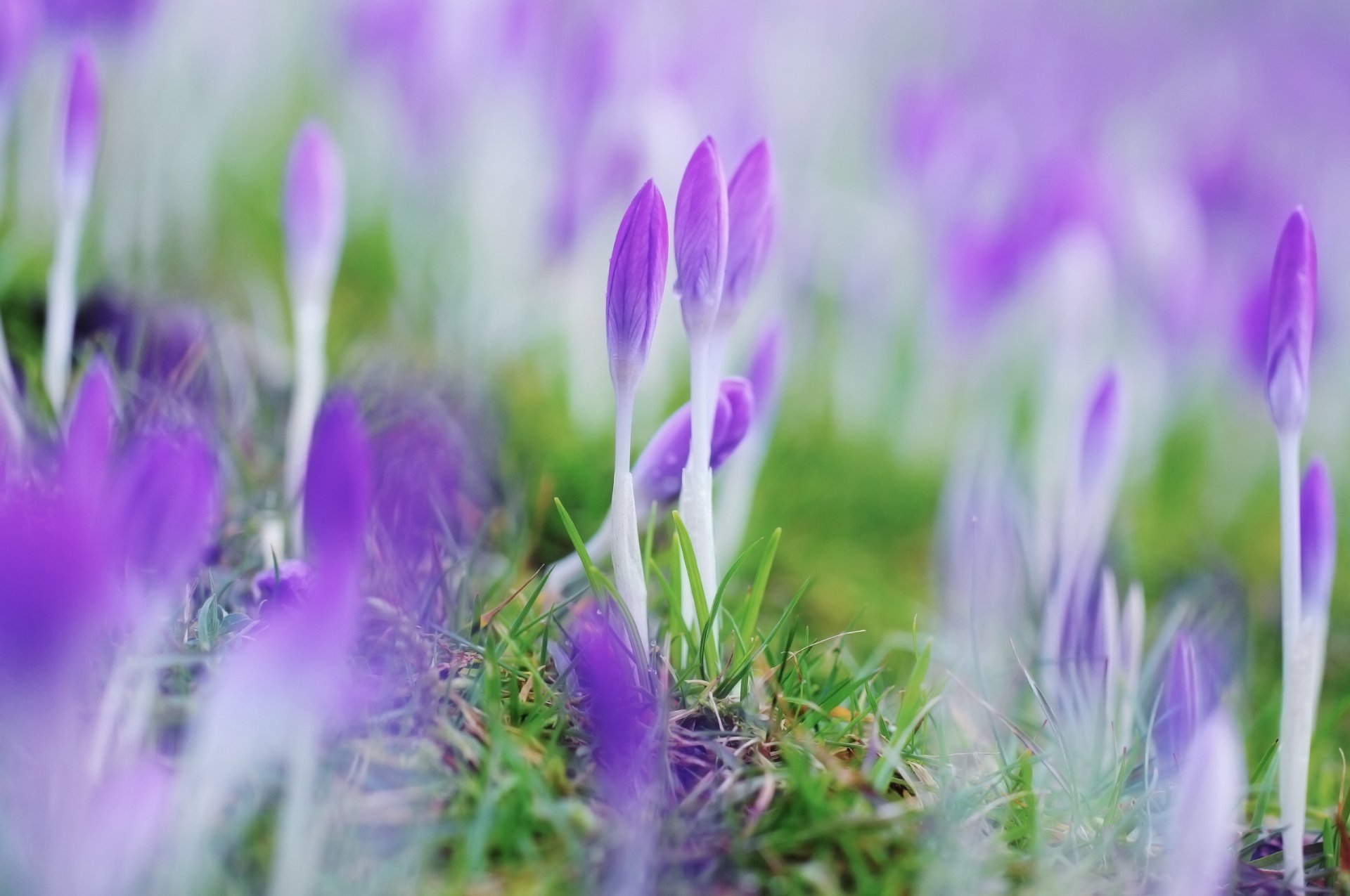 flower spring crocus closed