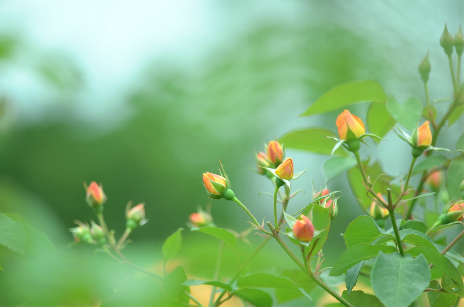 roses orange bourgeons buisson vert verdure nature couleur flou macro