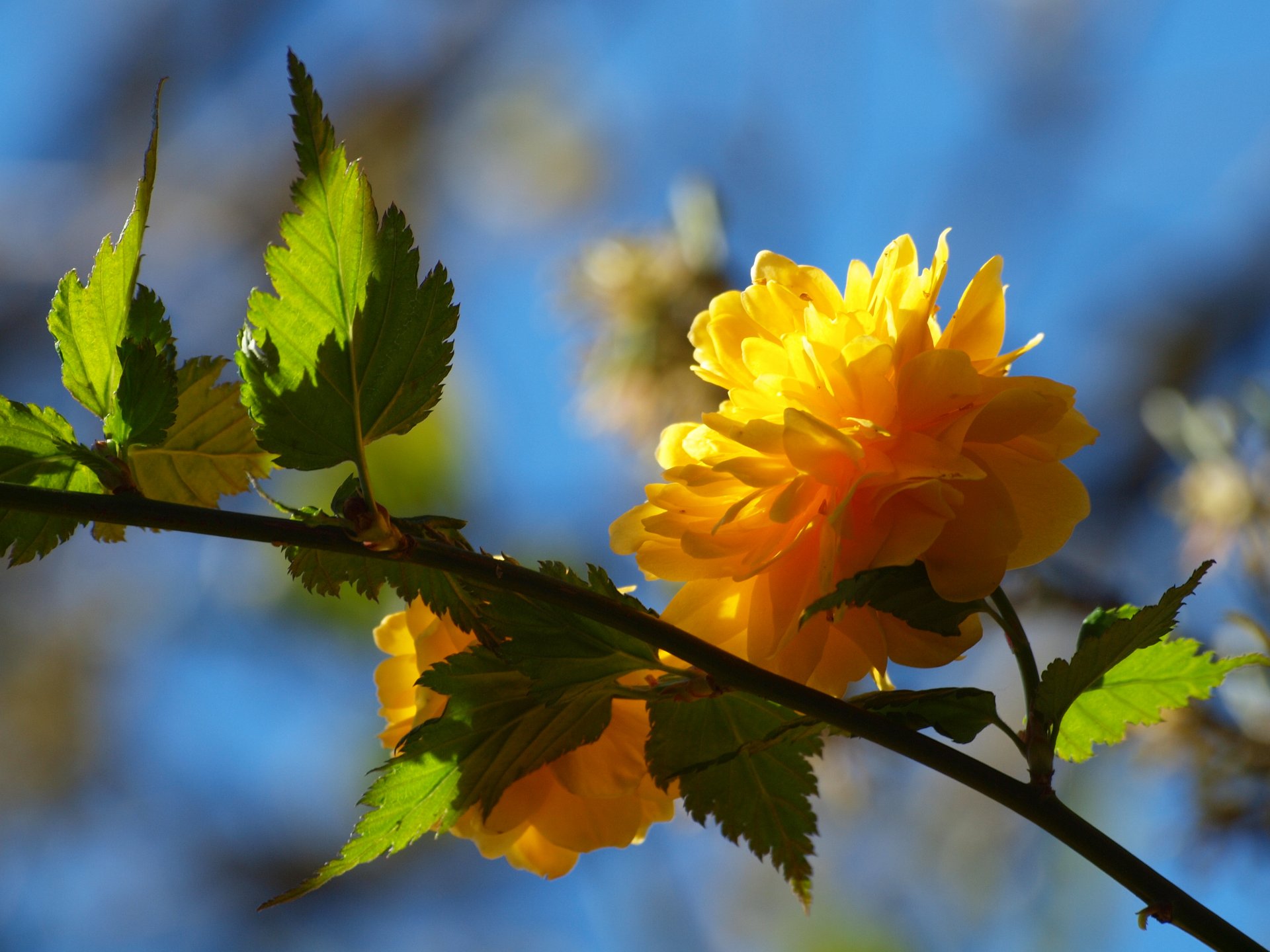 fleur branche arbre jaune feuilles pétales printemps