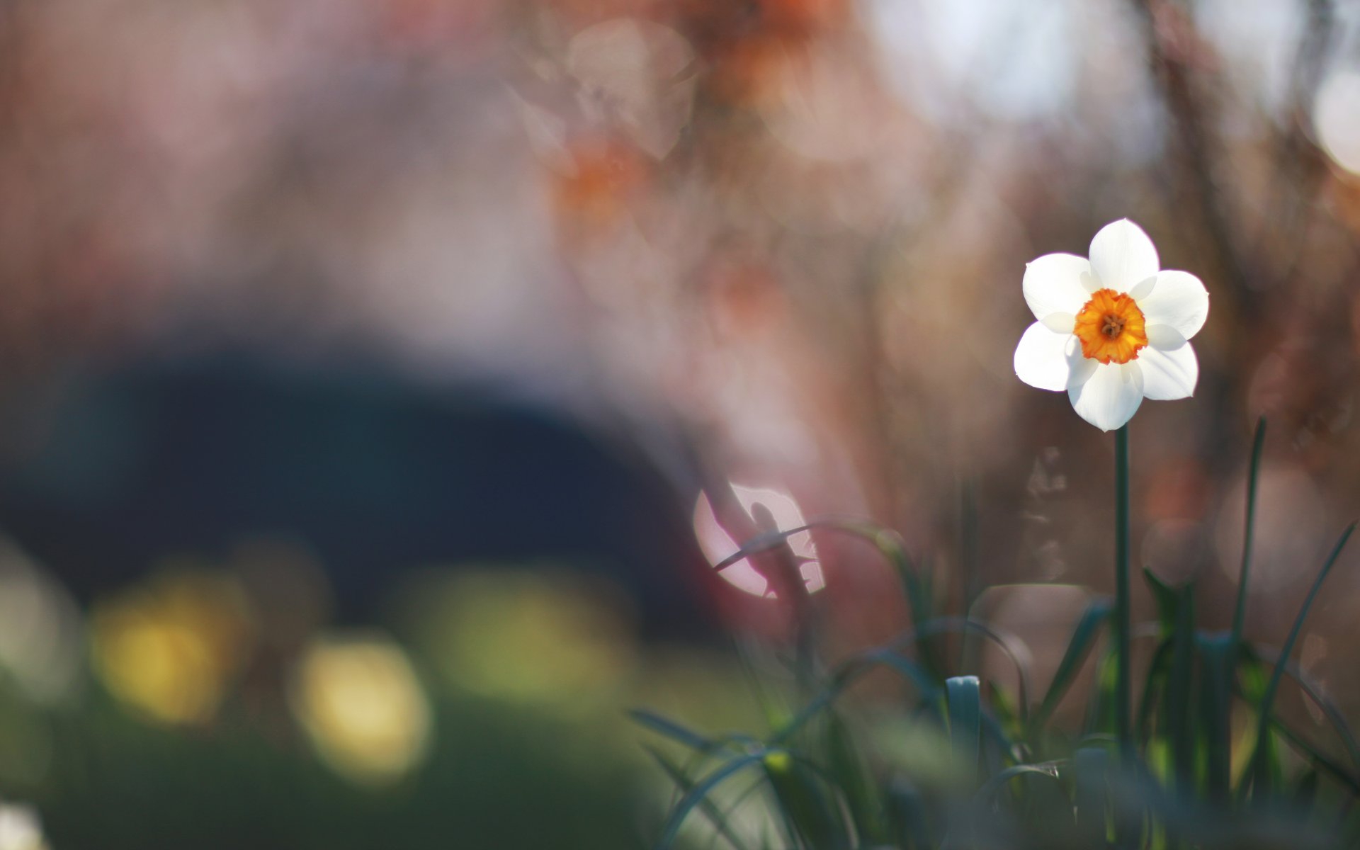 narcissus white flower green grass close up blur reflection