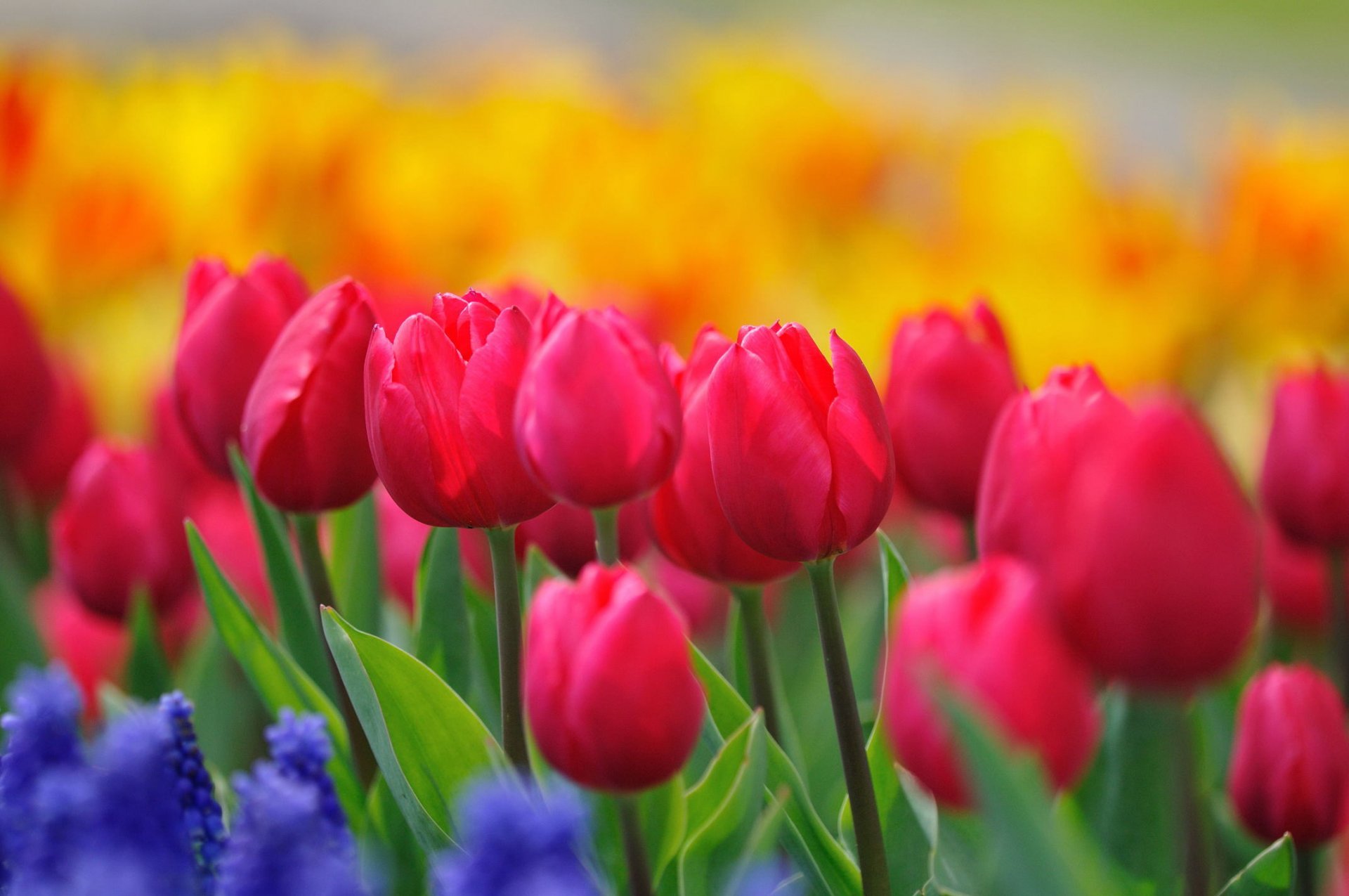 tulipanes flores brotes tallos rosa carmesí amarillo brillante jacintos azul claro floración primavera pinturas naturaleza