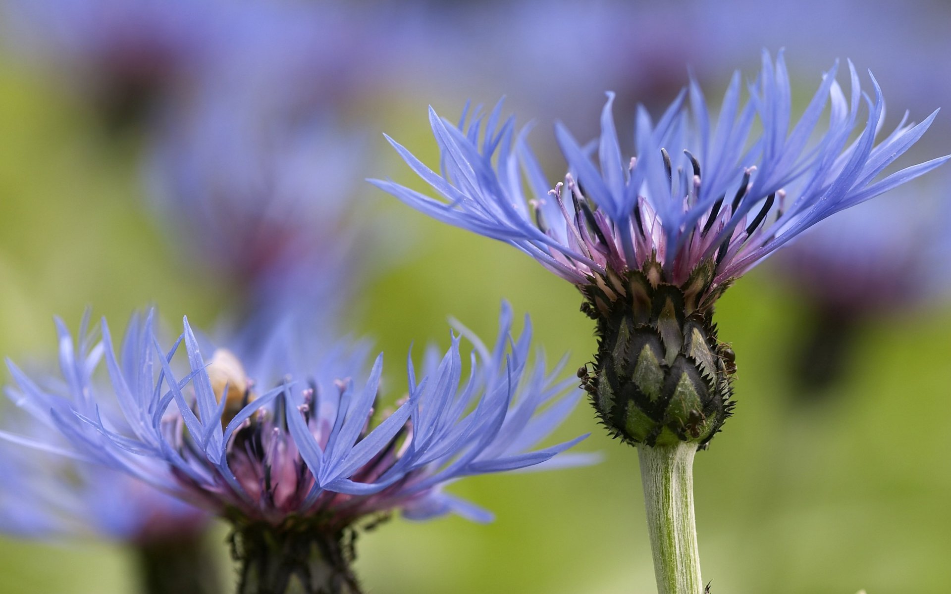 fleurs gros plan bleuets champ bleu